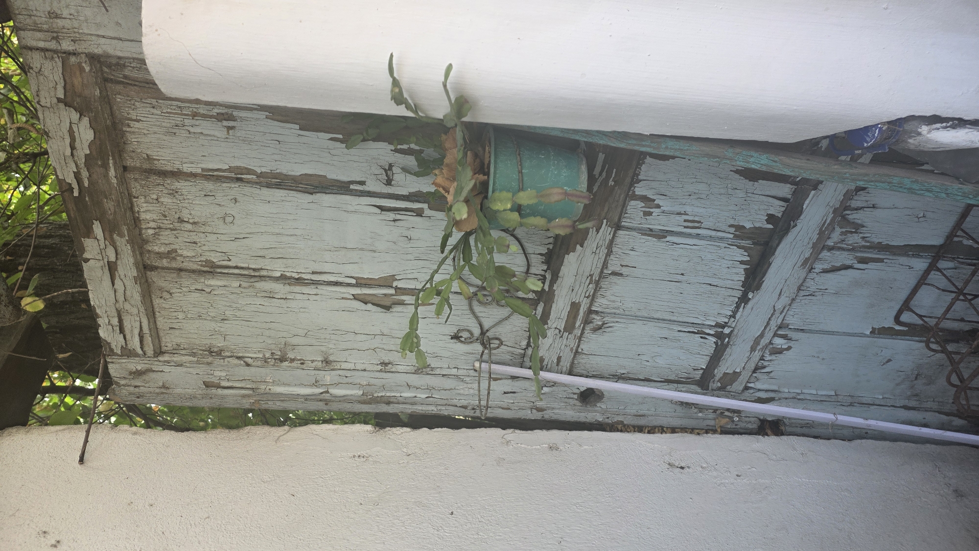 In Tokmok City, Kyrgyzstan, an outdoor scene is depicted featuring an old, weathered, light blue wooden door with peeling paint. The door is partially ajar, revealing a narrow gap. To the left, a white textured wall is visible. To the right, a large white cylindrical object stands. Hanging on the door is a small green pot containing a plant with segmented, drooping stems and some dried foliage. A thin white pole leans against the door and the white wall. In the background, trees and foliage are visible through the gap in the door and above it.