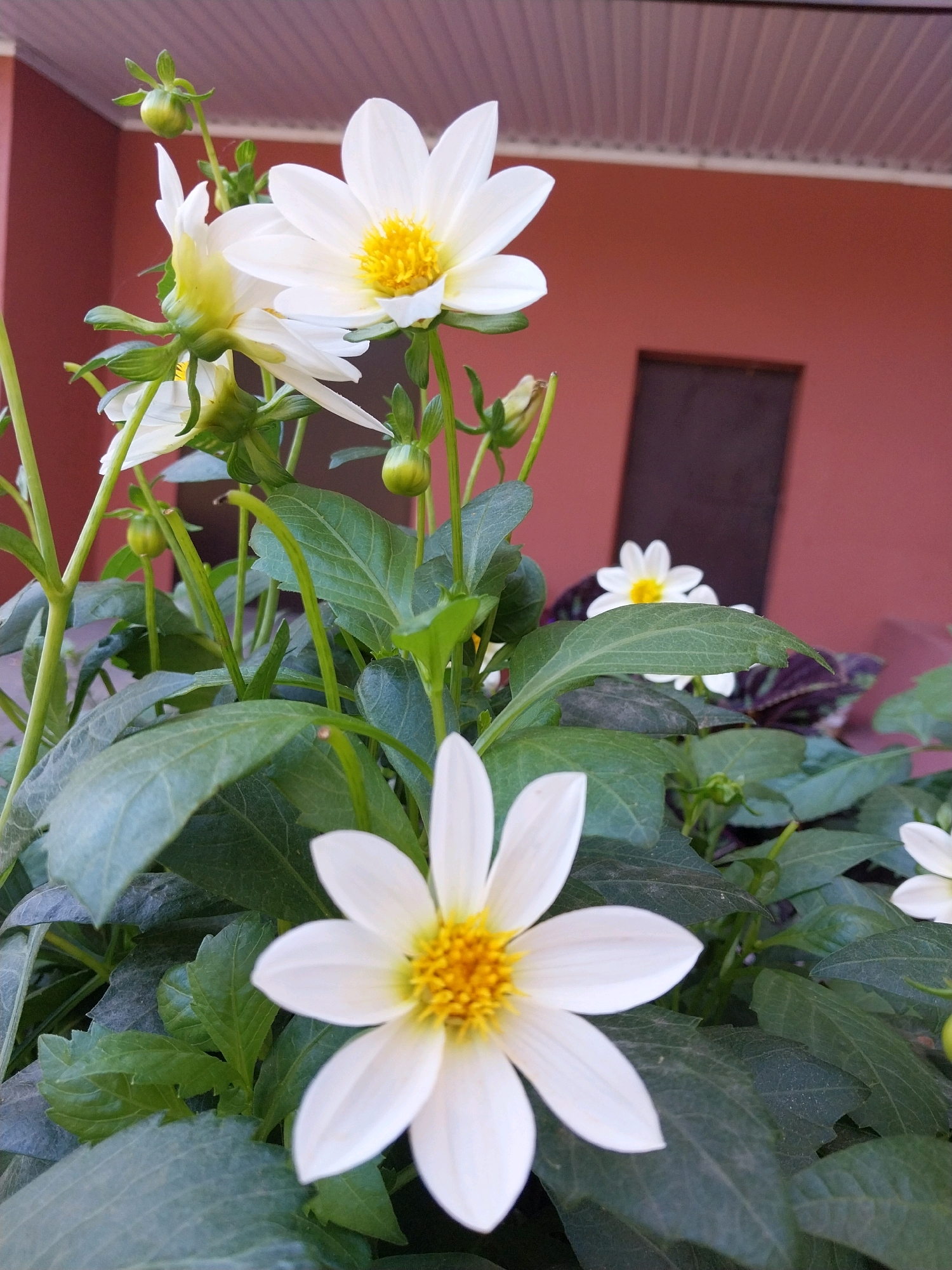 The image captures a close-up, low-angle view of a cluster of white dahlia flowers with yellow centers, set against a muted reddish-brown wall and a grey, corrugated overhang. Several flowers are in bloom, with petals unfurling outwards, while some flower buds are also visible, a bright green against the foliage. The surrounding foliage is lush and green, with broad, textured leaves. The scene appears to be outdoors, possibly in a residential or public garden area. The indistinct dark rectangle on the wall could be a window or door. The overall impression is one of natural beauty within an urban setting. There are no people or animals present in the image.
