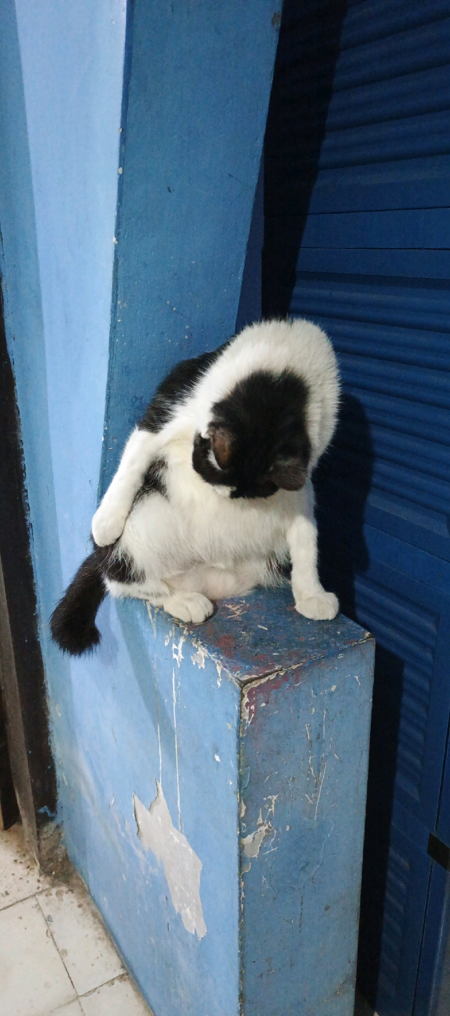 A black and white cat is grooming itself while sitting on a blue, weathered concrete cube. The cat is positioned on top of the cube, facing to its right, with its head turned down and tucked towards its body as it licks its fur. Its white fur is prominent on its chest and belly, contrasting with the black patches on its head and back. Its tail, black with white tips, curls around its hindquarters. The cube it sits on is painted blue, but the paint is peeling and chipped, revealing a reddish-brown layer underneath. The cube is situated in an outdoor or semi-outdoor area. Behind the cat and to the right, there is a blue corrugated metal shutter or door. To the left of the cube, a light blue wall with peeling paint is visible, and a section of a tiled floor can be seen at the bottom left. The lighting suggests it is daytime, but the area may be shaded. The scene is devoid of any human presence. The overall impression is one of a common urban or suburban environment, possibly a back alley or a simple courtyard. The presence of the cat suggests it is a stray or a pet in a residential or commercial area.
