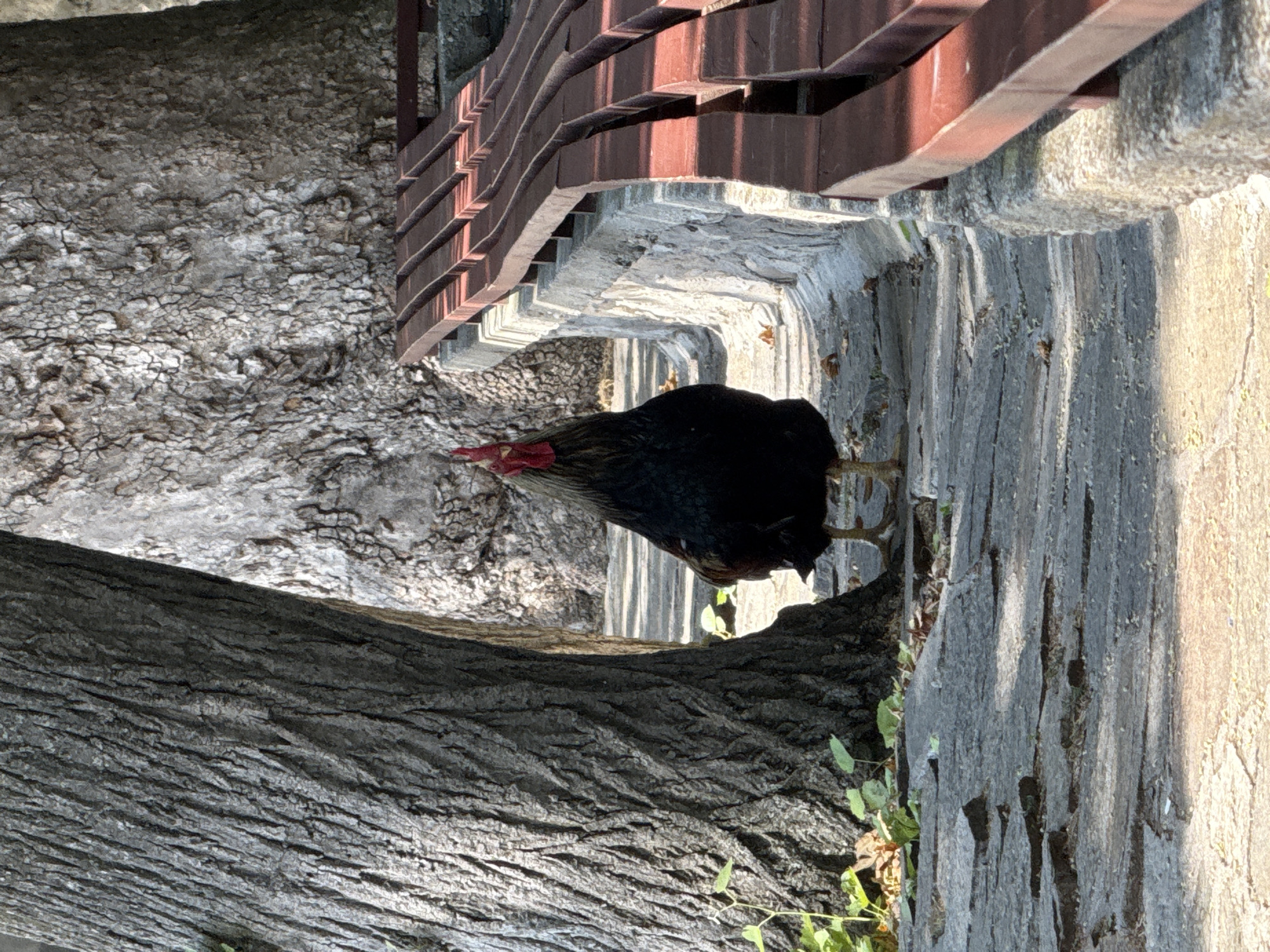 A rooster stands on a stone pathway between two large trees. The rooster is facing away from the camera and looking upwards, with its comb and wattle clearly visible. Its plumage is predominantly black with some iridescent green and bronze feathers on its neck and tail. The pathway is made of large, irregular flagstones with visible cracks and debris. To the right of the pathway is a stone wall and a red wooden bench with multiple slats. Sunlight casts dappled shadows on the ground. The background shows the rough texture of tree bark and hints of greenery. The location is an outdoor setting, possibly a park or garden, in Unknown, Unknown.