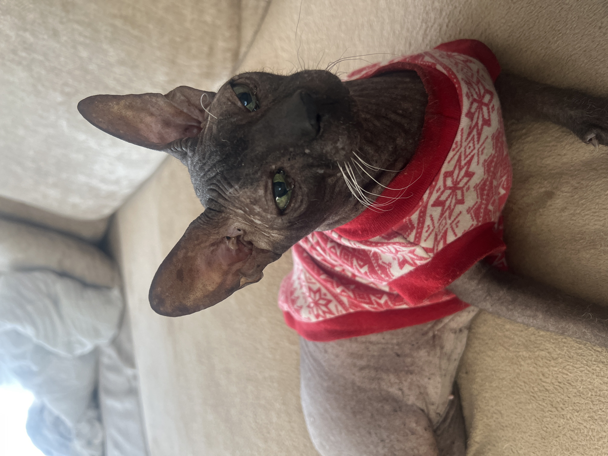 A Sphynx cat is lying on a beige couch. The cat is wearing a red and white snowflake patterned sweater. The cat is facing the camera and its head is tilted to the left. The cat has large ears and green eyes. The cat's whiskers are white. The scene is indoors. There is no information related to the city of Votkinsk, Russia in the provided image.