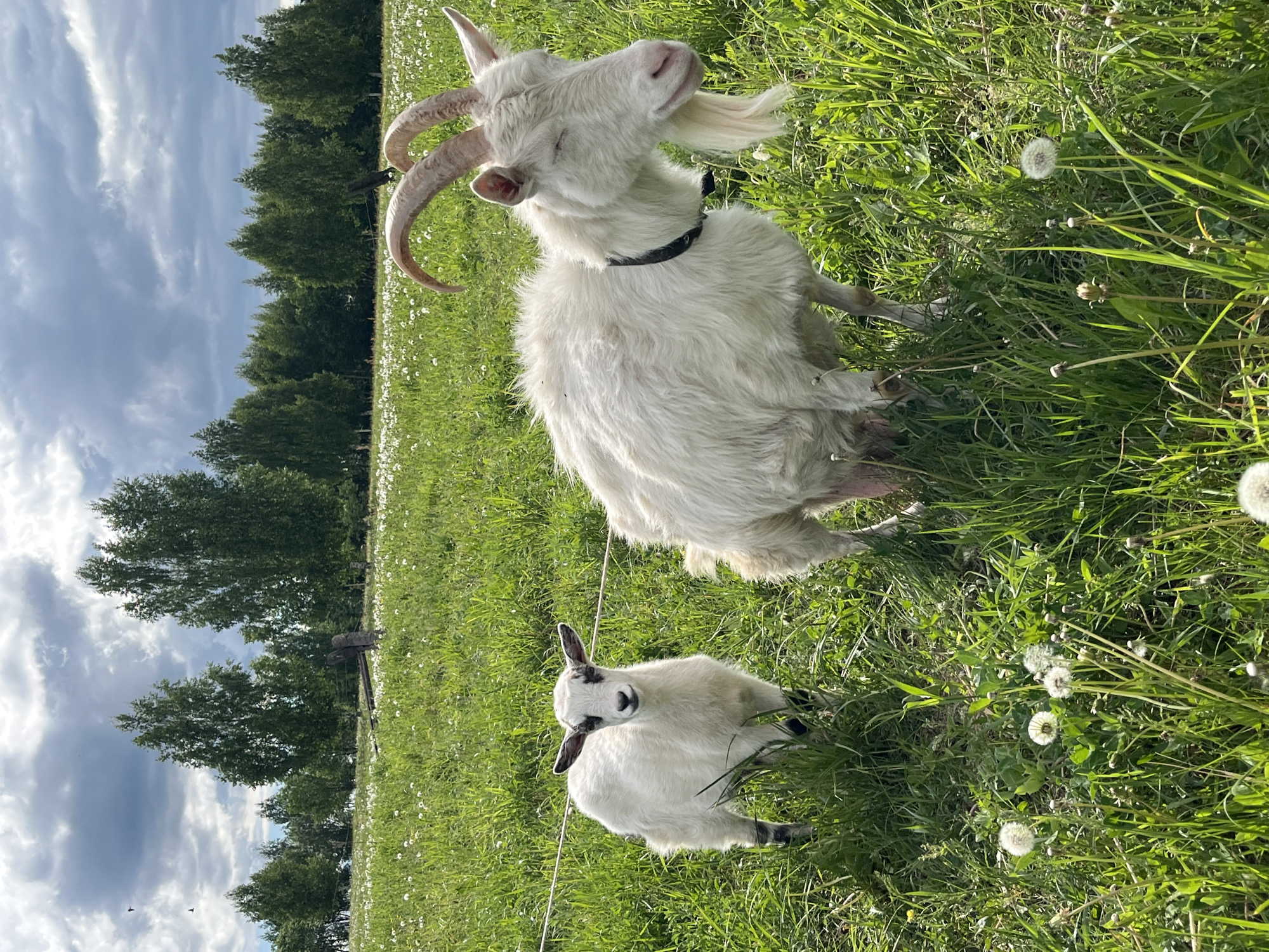 Two goats are in a grassy field in Ludorvay, Russia. The larger goat is white with large, curved horns and a black collar. It is sitting in the grass with its eyes closed. A smaller, white goat with black markings is seated nearby. The field contains tall grass and dandelions. Behind the field is a line of trees, and the sky is cloudy.