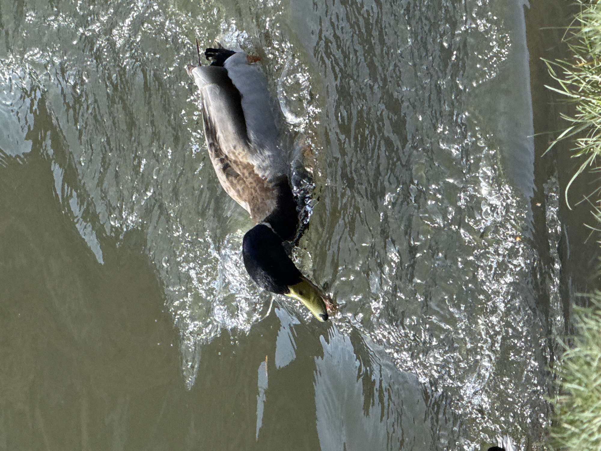 A male mallard duck is diving head-first into a body of water. The duck has a dark green head, yellow beak, brown and grey body, and its tail is raised out of the water. The water is slightly choppy, with light reflecting off its surface. Green grass is visible on the right edge of the image. The location is not specified.