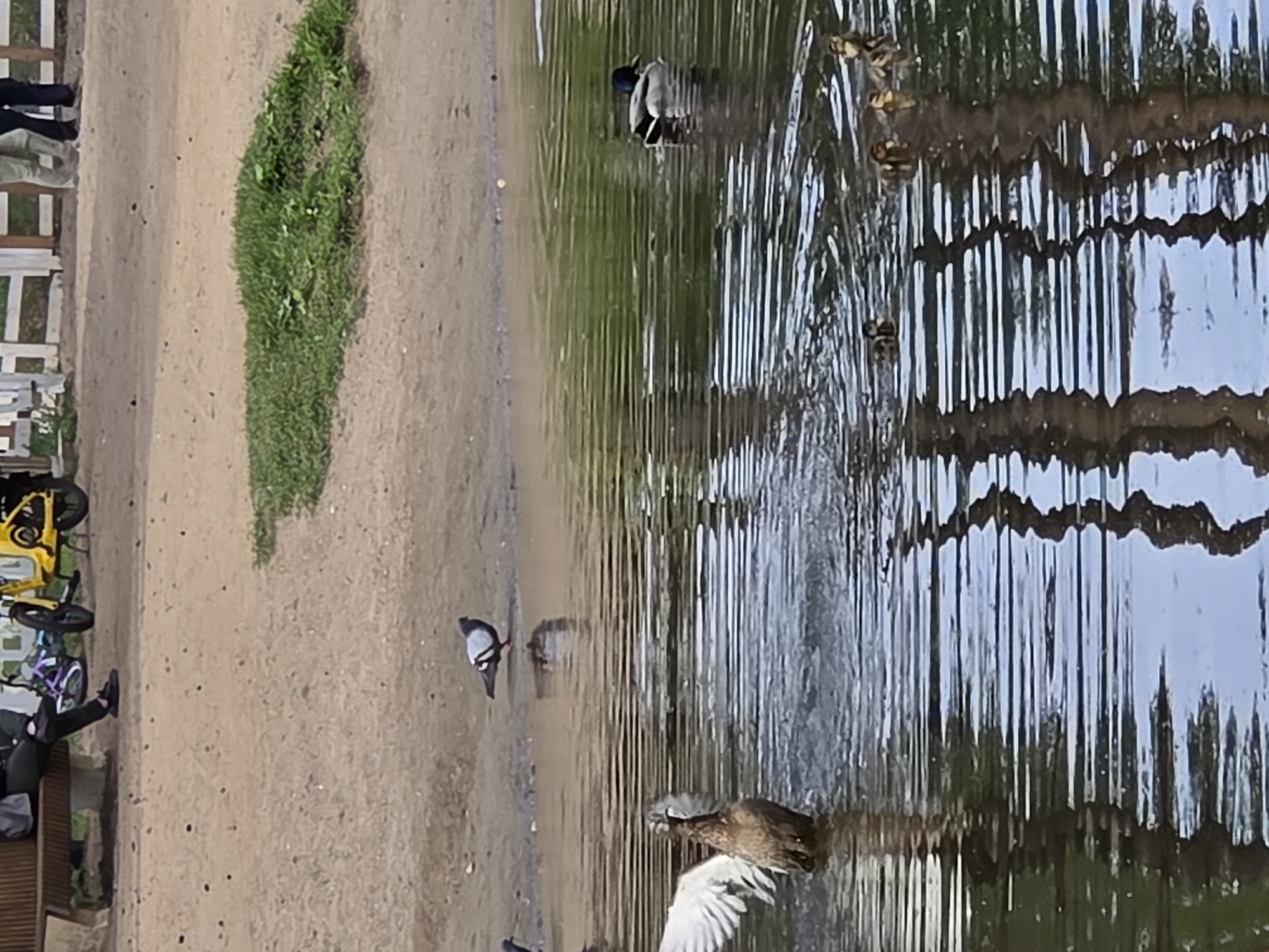 This outdoor photograph, taken in Perm, Russia, features a body of water alongside a sandy area. In the water, ducks are swimming, and on the sandy area, there is a patch of green grass. Near the grass, there are two bicycles and people.