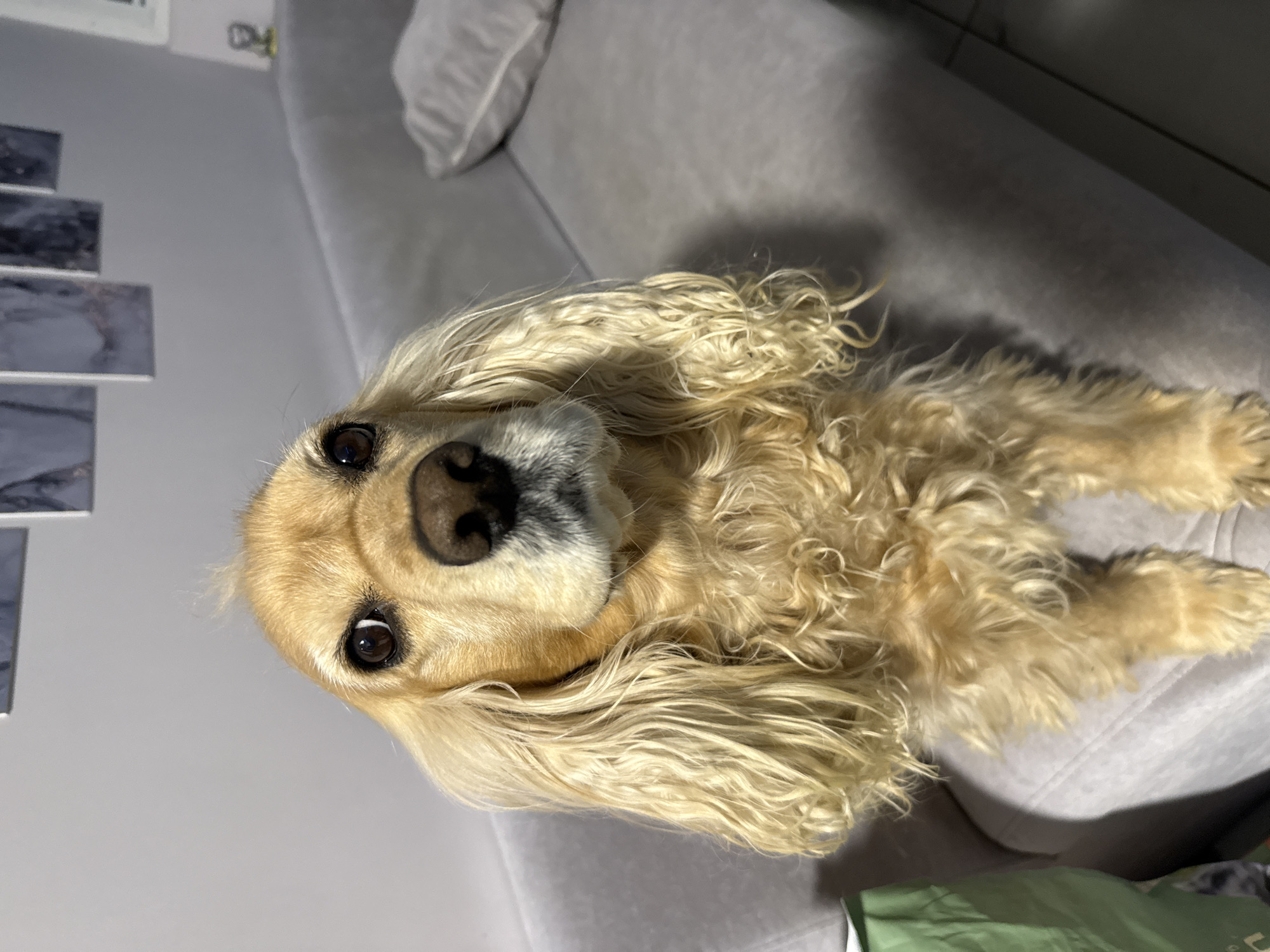 A medium-sized, golden-colored Cocker Spaniel is lying on a grey sofa. The dog faces the camera with its head tilted slightly. Its long, wavy fur is visible, especially around its face and ears. A decorative pillow rests on the sofa behind the dog. To the left, there is a wall decorated with grey and white marble-patterned tiles. A green bag is partially visible in the lower right corner. Based on the environment of the photo, there is no indication that the photo was taken in Burgas, Bulgaria.