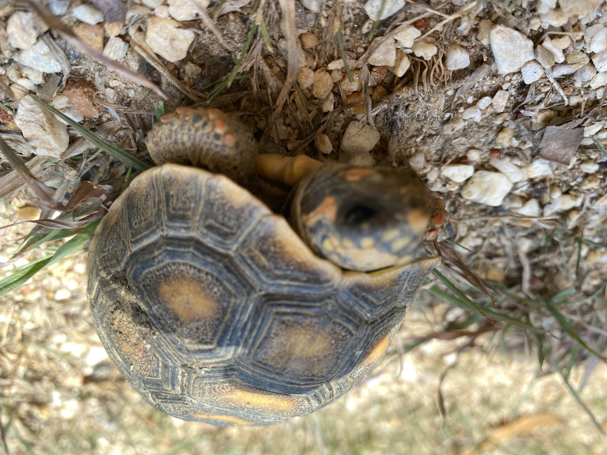A small, juvenile yellow-footed tortoise is nestled amongst loose gravel and sparse vegetation. The turtle's shell is dark with yellow markings. The skin has red-orange spots. The background appears to be dry and dusty. It is outdoors. The location is Tinaquillo, Venezuela.