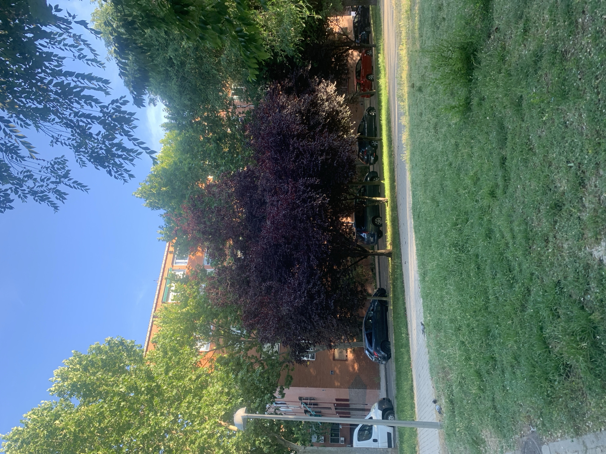 This media file captures a sunny, clear daytime street scene, likely in a residential area of Madrid, Spain. The image, oriented sideways, shows a vibrant urban landscape.
In the background, a multi-story apartment building with an orange-red brick facade and multiple windows with white frames and green shutters is visible. Below it, parts of another, lighter-colored building (possibly pinkish-brown) can be seen.
The street is lined with numerous trees. Prominently in the center is a large tree with distinctive dark red or purple foliage, contrasting with the surrounding trees which have bright green leaves. Several other green-leafed trees frame the scene, their branches reaching into the clear blue sky.
Along the street, a paved sidewalk separates the buildings and trees from a strip of lush green grass or lawn. Several cars are parked parallel to the sidewalk. A red car, a dark-colored sedan (possibly black or dark blue), and a white utility van are clearly identifiable, along with other dark vehicles. A pigeon is visible on the grassy area near the sidewalk in one of the close-up crops.
The weather is bright and sunny, indicated by the clear blue sky and strong illumination, suggesting it is either morning or early afternoon. Shadows are cast by the trees and buildings, adding depth to the scene. There is no discernible activity beyond parked vehicles, giving the scene a calm and peaceful atmosphere. No visible text is present in the image.