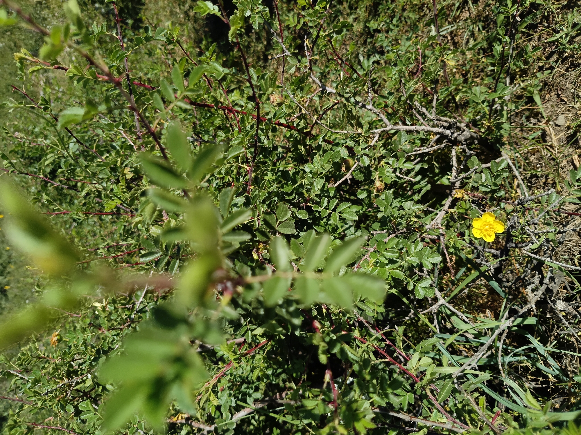 The image shows a close-up view of a dense green shrub with red stems and small, serrated leaves. A single, bright yellow flower with five petals is visible near the bottom right of the frame, nestled amongst the foliage and dry grasses. The background consists of more greenery and some out-of-focus areas suggesting a natural, possibly wild, environment. The scene appears to be outdoors during daylight, with clear shadows indicating bright sunlight. The specific location within Kalaynay, Tajikistan is not determinable from the visual information provided.