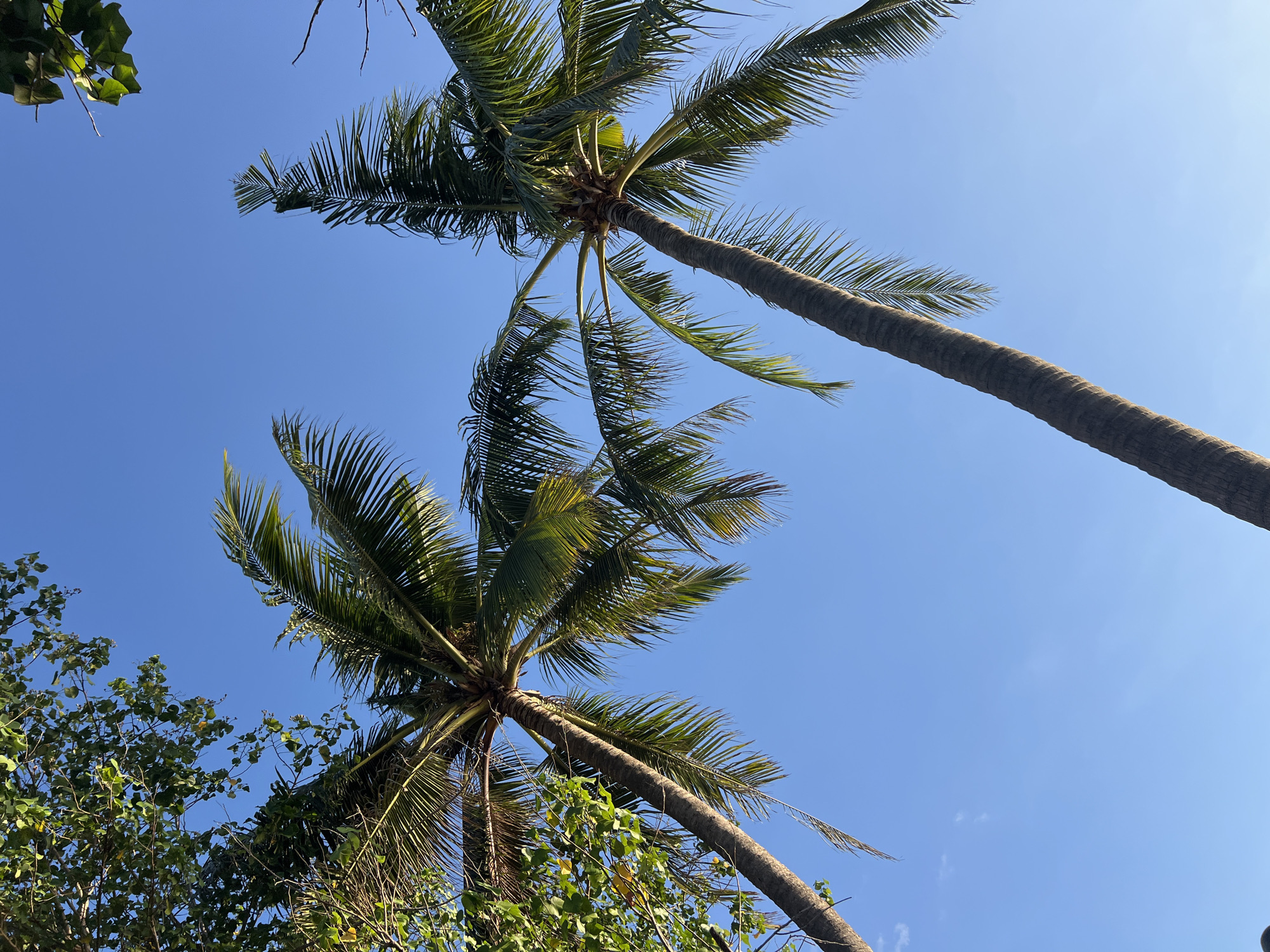 A low-angle outdoor shot shows two coconut palm trees against a clear blue sky. The palm trees are positioned on the left and right sides of the frame, with their trunks and fronds stretching upwards. The left palm tree has some foliage from another tree intertwining with its fronds. The fronds of both palm trees are dark green and appear to be swaying gently. The sky is a vibrant, cloudless blue. The image captures a tropical scene, typical of beach areas like Kuta, Indonesia, where palm trees are abundant and the sky is often clear. There are no people or animals visible in the frame.
