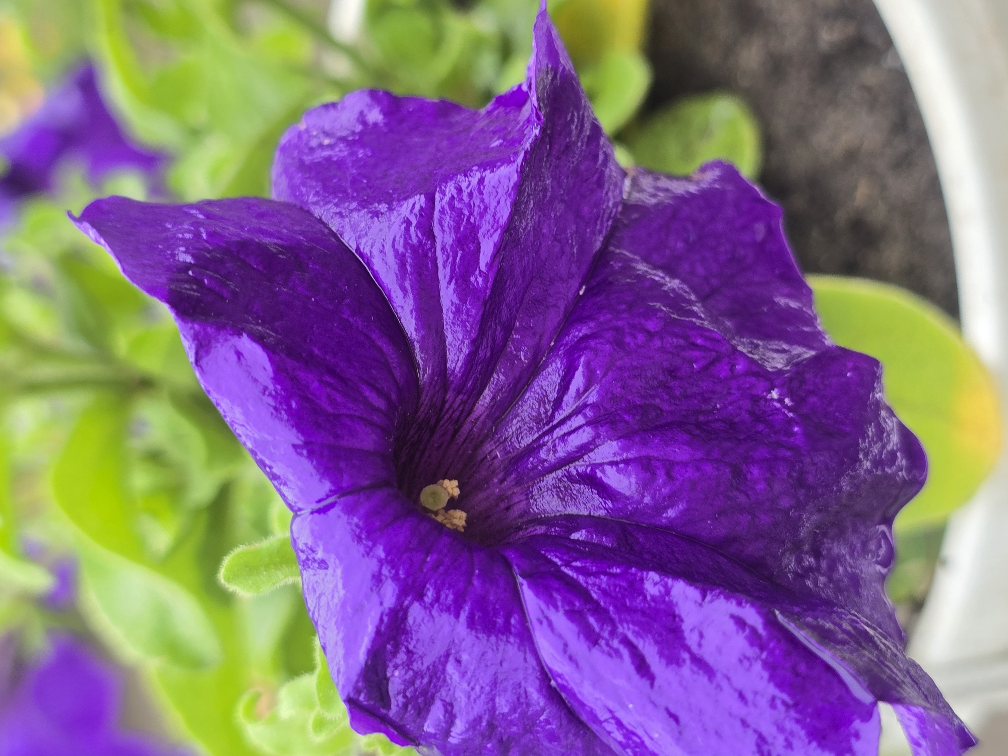 A close-up shot focuses on a vibrant purple petunia flower in full bloom. The petals are velvety and slightly textured, with a glossy sheen, suggesting they might be wet. The center of the flower reveals delicate, pale yellow stamens. The background is softly blurred, showcasing the lush green foliage of other plants and hints of other purple flowers. The scene appears to be outdoors, likely in a garden or park, with the flower possibly in a planter given the visible white rim at the bottom of the frame. The lighting suggests it could be daytime, with natural light illuminating the flower. The overall impression is one of natural beauty and delicate detail.