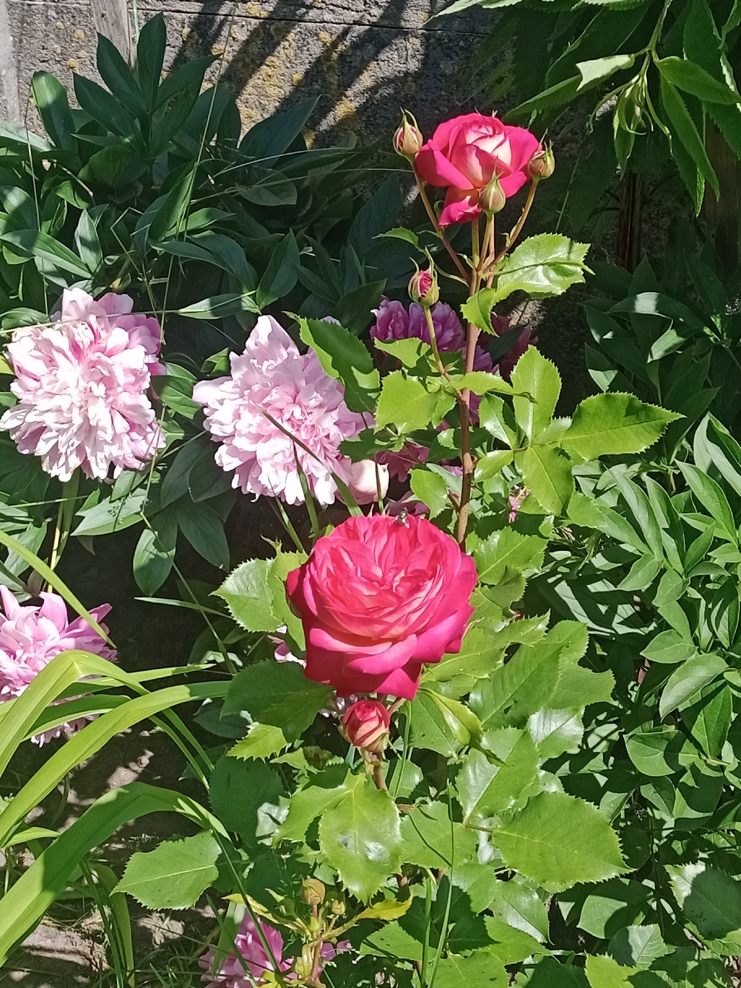 The image depicts a close-up view of a garden with a variety of flowers, predominantly pink peonies and a vibrant pink rose with white accents. The flowers are lush and in bloom, surrounded by green foliage. The background appears to be a textured, weathered wall with some wooden elements. Sunlight casts shadows on the wall and flowers, suggesting it is daytime. The scene is likely situated in a residential garden in the Хацежынскі сельскі Савет region of Belarus, given the context. There are no people or animals visible in the image. The focus is entirely on the botanical elements and the natural light.
