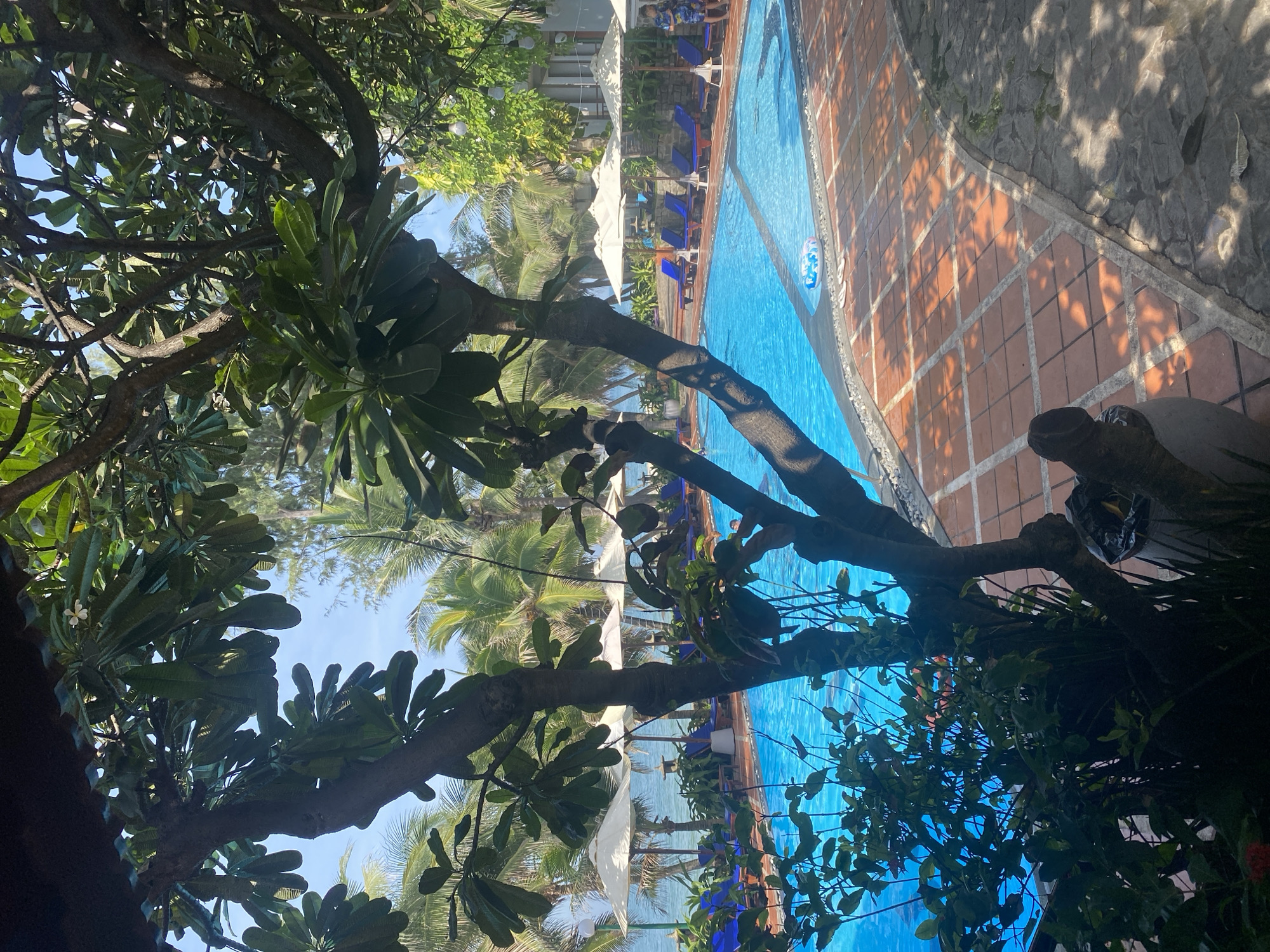 The image depicts a resort swimming pool area with lush tropical vegetation in the foreground and a glimpse of the ocean in the background. A large tree with dark branches and broad green leaves dominates the left side of the frame. In the middle ground, a bright blue swimming pool is visible, with lounge chairs and white umbrellas lining its edge. Beyond the pool, palm trees and other tropical foliage are abundant, leading to the ocean under a clear blue sky. Two individuals are partially visible near the far right edge of the pool area. The paving around the pool consists of reddish-brown square tiles arranged in a diamond pattern, transitioning to a darker, irregular stone path on the right. The overall impression is a serene, tropical resort setting, likely in a coastal location. The specific location in Phu Thuy Ward, Vietnam, is inferred from the context provided, suggesting a tropical beach resort.