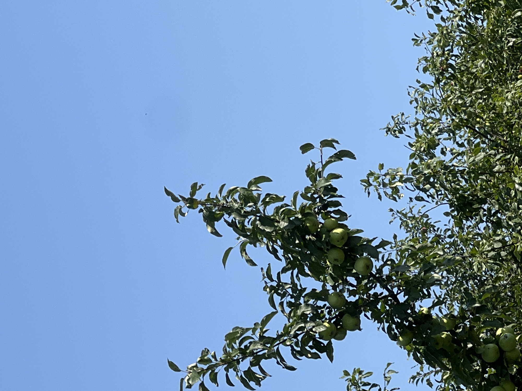 The image shows an apple tree with green apples against a clear blue sky. The tree branches are laden with leaves and fruit, indicating a healthy harvest. The scene is consistent with a garden or orchard setting in Lopatino, Russia, during the late summer or early autumn when apples are typically ripe. There are no people or animals visible in the image. The focus is on the natural beauty of the fruit-bearing tree.