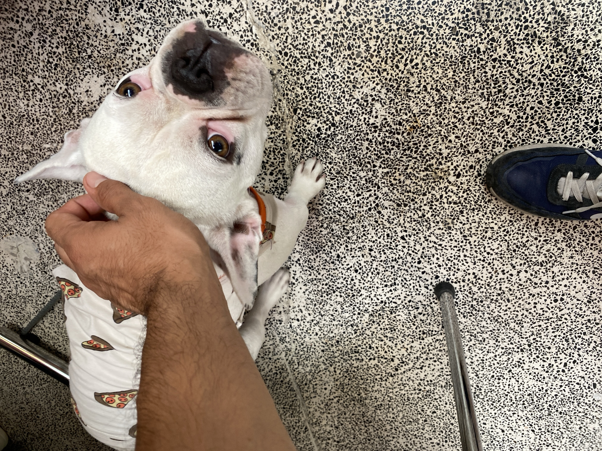 A man is petting a white and brown Boston Terrier dog wearing a white garment patterned with pizza slices. The dog is looking up at the man, whose arm is visible. A blue shoe with white laces is visible to the right of the dog. The scene takes place on a floor with a speckled black and white pattern. A silver metal pole is on the floor to the left and right of the dog. Location is unknown, but there is no evidence of Puebla, Mexico.