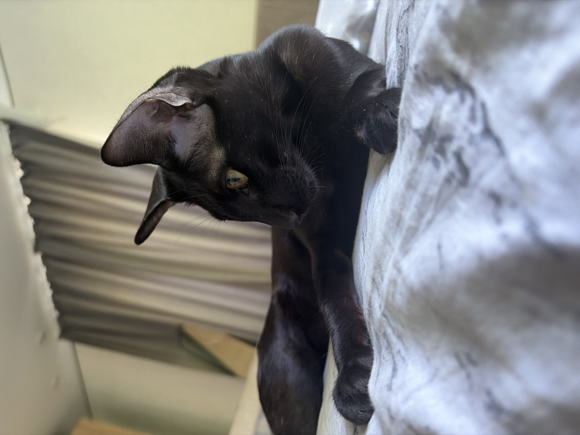 A black cat is the primary subject in this close-up shot, positioned on what appears to be a textured, light-colored surface, possibly fabric. The cat is leaning over the edge of this surface, with its head and front paws visible. Its fur is sleek and black, and its eyes are a striking yellow-green. The cat's ears are large and pointed, a distinctive feature. One of its paws is extended downwards, grasping the edge of the surface. The background is softly blurred, but suggests an indoor setting with horizontal lines that could be blinds or slats of a piece of furniture. The lighting appears natural, possibly daylight, casting soft shadows and highlighting the cat's fur. The overall mood is one of curiosity and playful engagement. There is no visible text in the image. The metadata indicates the location is Chaikovsky, Russia, but this context is not directly discernible from the visual elements of the image itself.