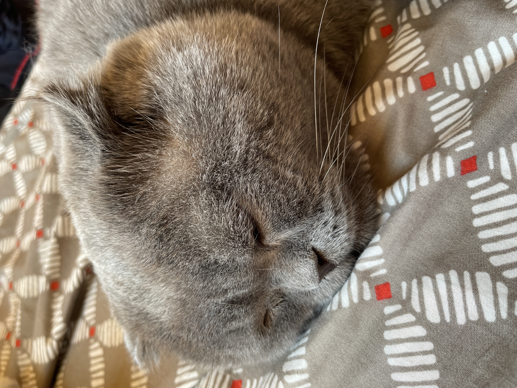 The image shows a close-up of a gray cat sleeping on a patterned fabric. The fabric has a gray background with white geometric shapes and small red squares. The cat's face is turned to the side, with its eyes closed and whiskers visible. The scene does not provide enough information to identify a location in a city.