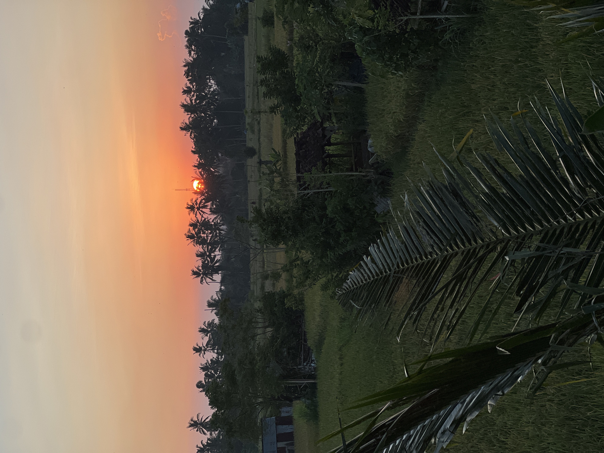 The image depicts a sunset in Ubud District, Indonesia. The sun is partially obscured by a line of palm trees, casting an orange and pink glow in the sky. The foreground features a rice paddy field with green vegetation and a small wooden structure. Palm fronds are visible in the lower right corner. A small building is visible in the lower left corner.