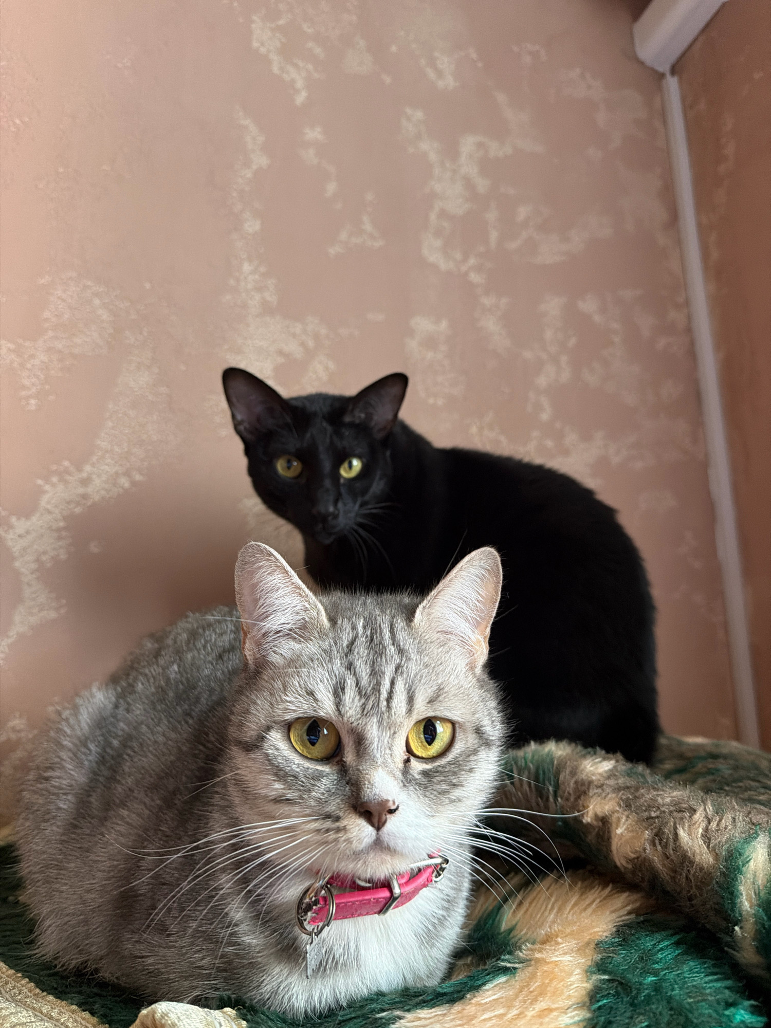 Two cats are posing on a blanket in front of a textured wall. In the foreground, a grey tabby cat with yellow eyes and a pink collar is looking directly at the camera. Behind it, a black cat with yellow eyes is also looking forward. The blanket has a pattern of green, brown, and tan. The wall behind them is a light peach color with an abstract pattern. There is no information in the image to suggest a location in Stupino, Russia.