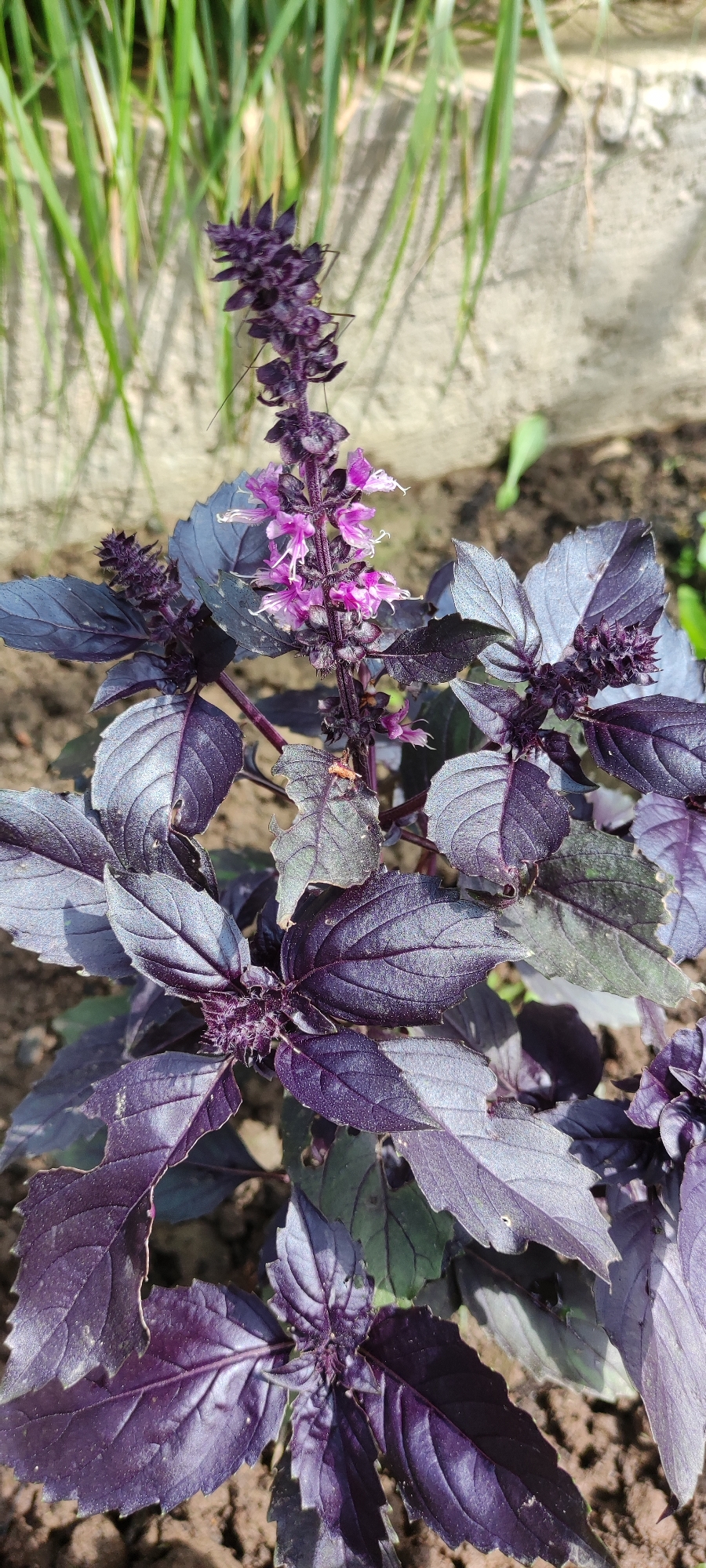 A close-up, eye-level shot captures a vibrant purple basil plant with delicate pink flowers. The plant is situated outdoors in soil, with blurred green grass and a concrete wall in the background. The location is confirmed as Московский Ветеран Снт, Russia. The lighting suggests it is daytime, with natural sunlight illuminating the scene. No people or animals are visible in the image. The focus is entirely on the detailed texture and color of the basil plant.