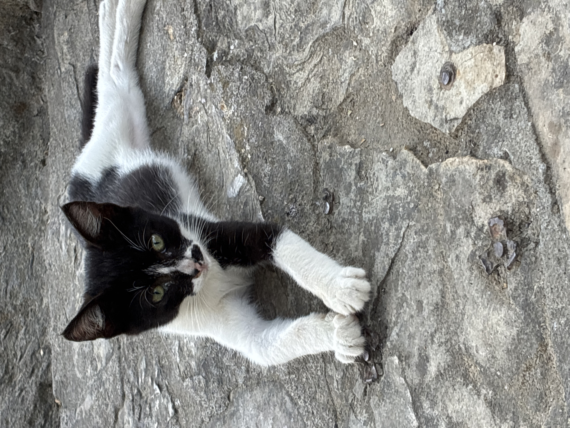 A black and white kitten is lying on a rough, grey stone surface. The kitten is positioned in the lower center of the frame, facing the camera. Its front paws are crossed in front of its chest. The kitten has green eyes and a black patch on its face resembling a mustache. The stone surface appears to be part of a pathway or ground, possibly in an outdoor setting. Some small, metallic objects, resembling nails or studs, are embedded in the stone in the lower part of the image. The background is out of focus and also appears to be a grey, textured surface. It is not possible to determine the specific location within Alanya, Turkey from the visual information provided.