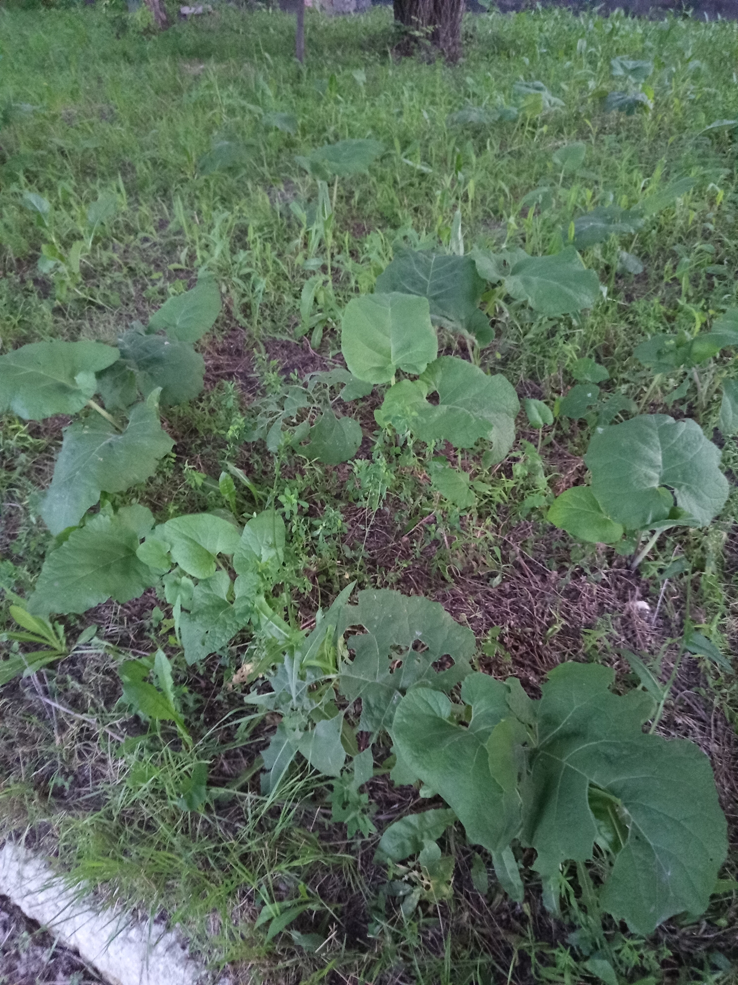 A ground-level view of a patch of overgrown grass and broad-leafed plants, likely in a park or uncultivated area within the city of Novotroitsk, Russia. Several plants with large, dark green leaves are scattered throughout the frame. Some of the leaves show signs of damage, with holes and irregular edges, suggesting insect activity or natural decay. The vegetation is dense, with taller blades of grass mixed in with the broader foliage. The ground beneath the plants is covered with dry grass and some darker soil. In the upper left of the image, a hint of what appears to be a tree trunk is visible, and further back, a blurred indication of more greenery and possibly a fence or vertical structure. The overall scene depicts a wild, unkempt natural environment.