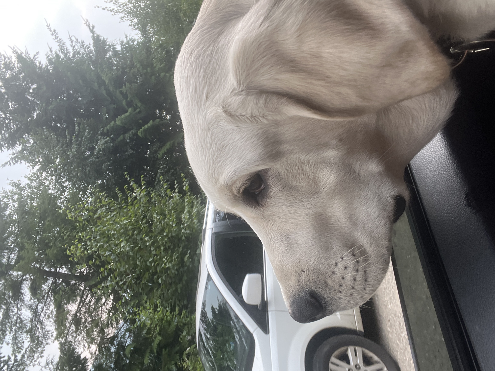 A pale dog, possibly a Labrador Retriever, has its head out of a car window. The dog's snout and one eye are visible, with its ear flopped over. The dog appears to be looking to the left. Behind the dog, a white van is parked. The background consists of lush green trees and a bright sky. The scene is likely outdoors, possibly on a street or in a park within Revelstoke, Canada. The focus is on the dog and its immediate surroundings.