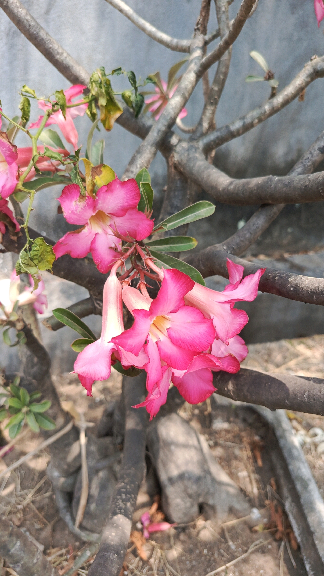 A close-up, vertical shot showcases a cluster of vibrant pink Adenium flowers against a muted gray, concrete-like wall in Patihan Wetan, Indonesia. The flowers, with their delicate, trumpet-shaped petals, are the primary focus, appearing in various stages of bloom. Some are fully open, revealing yellow centers, while others are still in bud form. The blossoms are attached to thick, gnarled branches that dominate the foreground and midground, creating a sense of texture and age. Green leaves, some appearing slightly wilted, are interspersed among the flowers and branches. The background is a rough, gray wall, providing a neutral backdrop that makes the vivid pink of the flowers pop. The ground below is dry and covered with scattered organic debris, suggesting an outdoor setting. The lighting suggests it is daytime, with the sun casting subtle shadows.