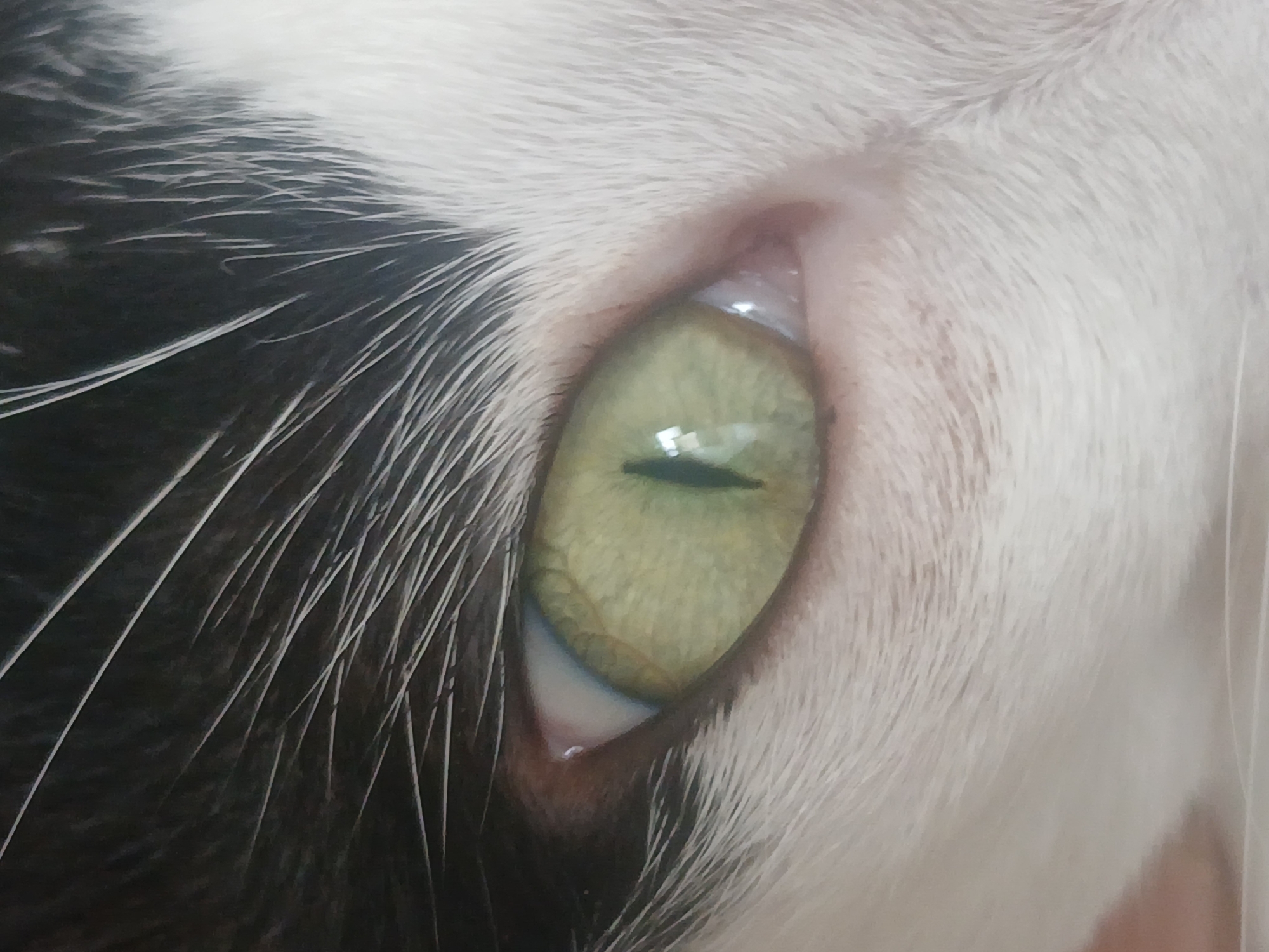 This media file is an extreme close-up portrait of a domestic cat's eye, focusing on its left eye and the surrounding fur. The cat exhibits a distinct black and white coat pattern; white fur frames the eye itself and extends towards the right, while a patch of dark, possibly black, fur with prominent white whiskers is visible on the left side of the frame. The cat's iris is a striking pale green or yellow-green color, displaying intricate, fine lines and textures. The pupil is a narrow, vertical dark slit, typical of feline eyes. Reflections of an unseen light source are visible as bright spots on the surface of the eye. The inner corner of the eye reveals a delicate, pinkish tear duct area. The fur around the eye appears soft and slightly blurred, emphasizing the sharp detail of the eye itself. The image captures a moment of calm alertness, highlighting the unique details of the cat's facial features. No specific activity or event is taking place beyond the cat's presence. No text is visible, and no environmental cues provide information about the time of day, weather, or the specified location of Ciudad Guayana, Venezuela.