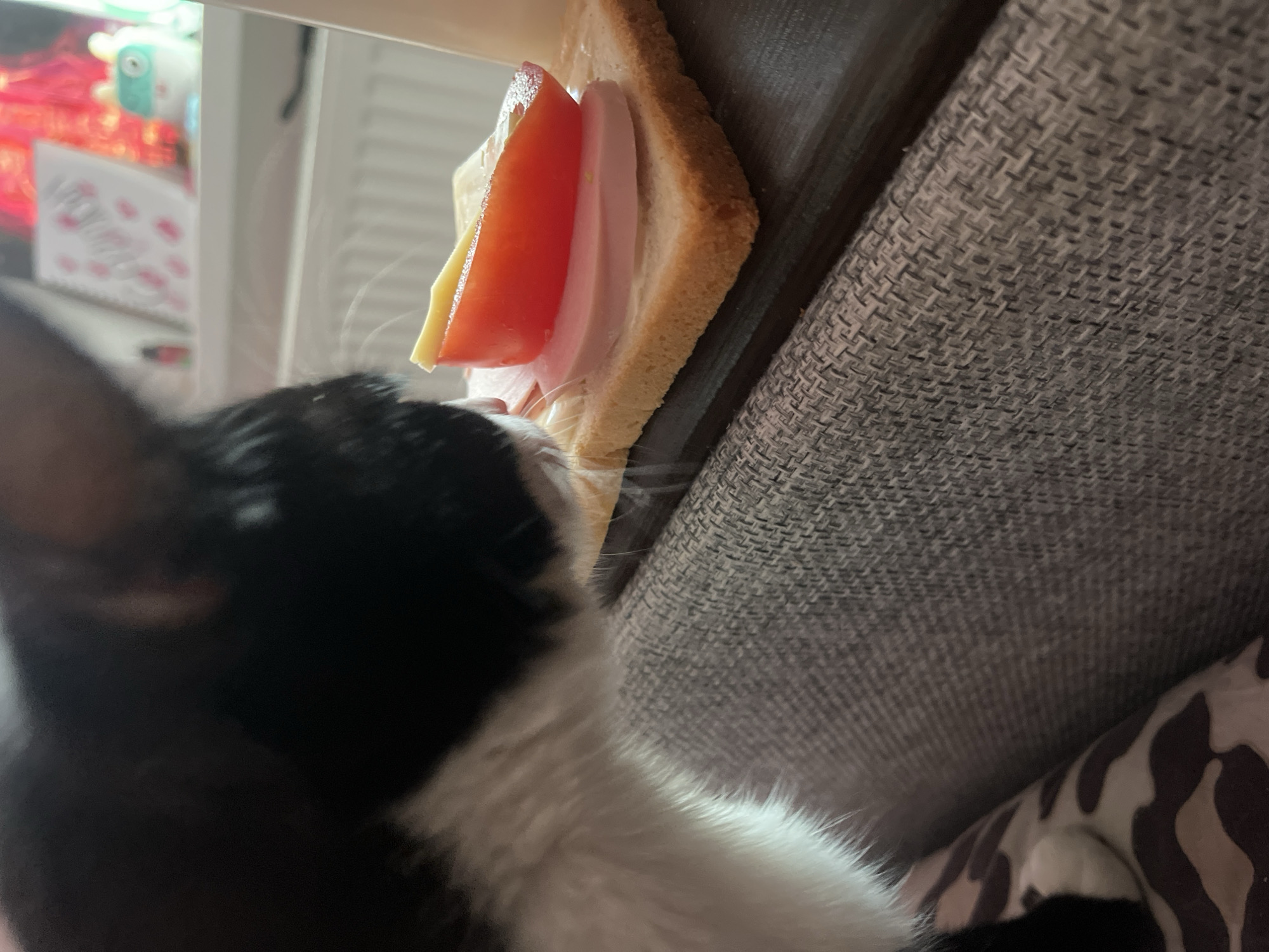 A black and white cat is close to a sandwich made of bread, ham, cheese, and tomato. The sandwich is on a surface with a textured gray cover. The background includes blurry objects on a shelf. There is no evidence that the image was taken in St. Petersburg, Russia.
