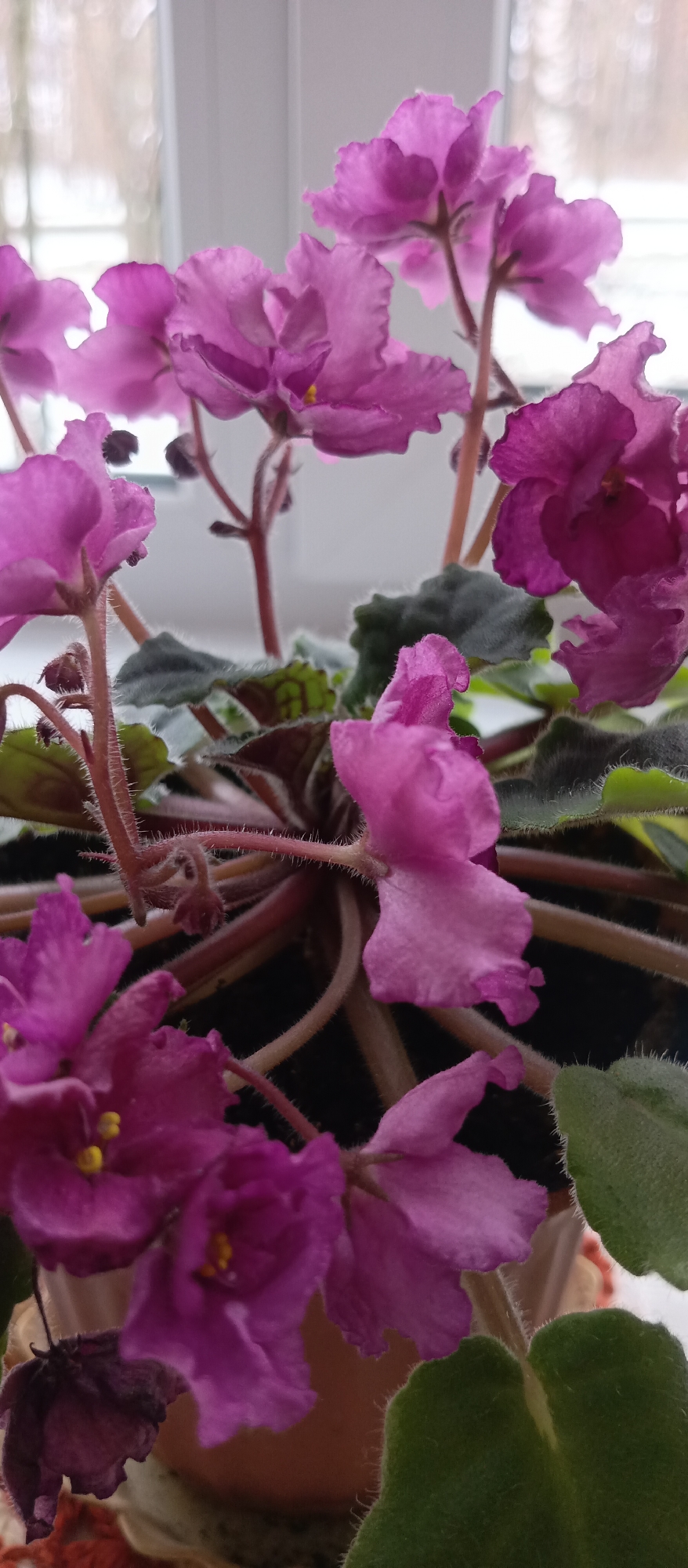 A close-up photograph shows a flowering African violet plant in a pot. The plant has vibrant pink-purple flowers with yellow centers. The leaves are a dark green and have a fuzzy texture. The stems are also fuzzy and reddish-brown. The plant is positioned near a window with a blurry, possibly snow-covered, outdoor view. The location is Unknown, Unknown.