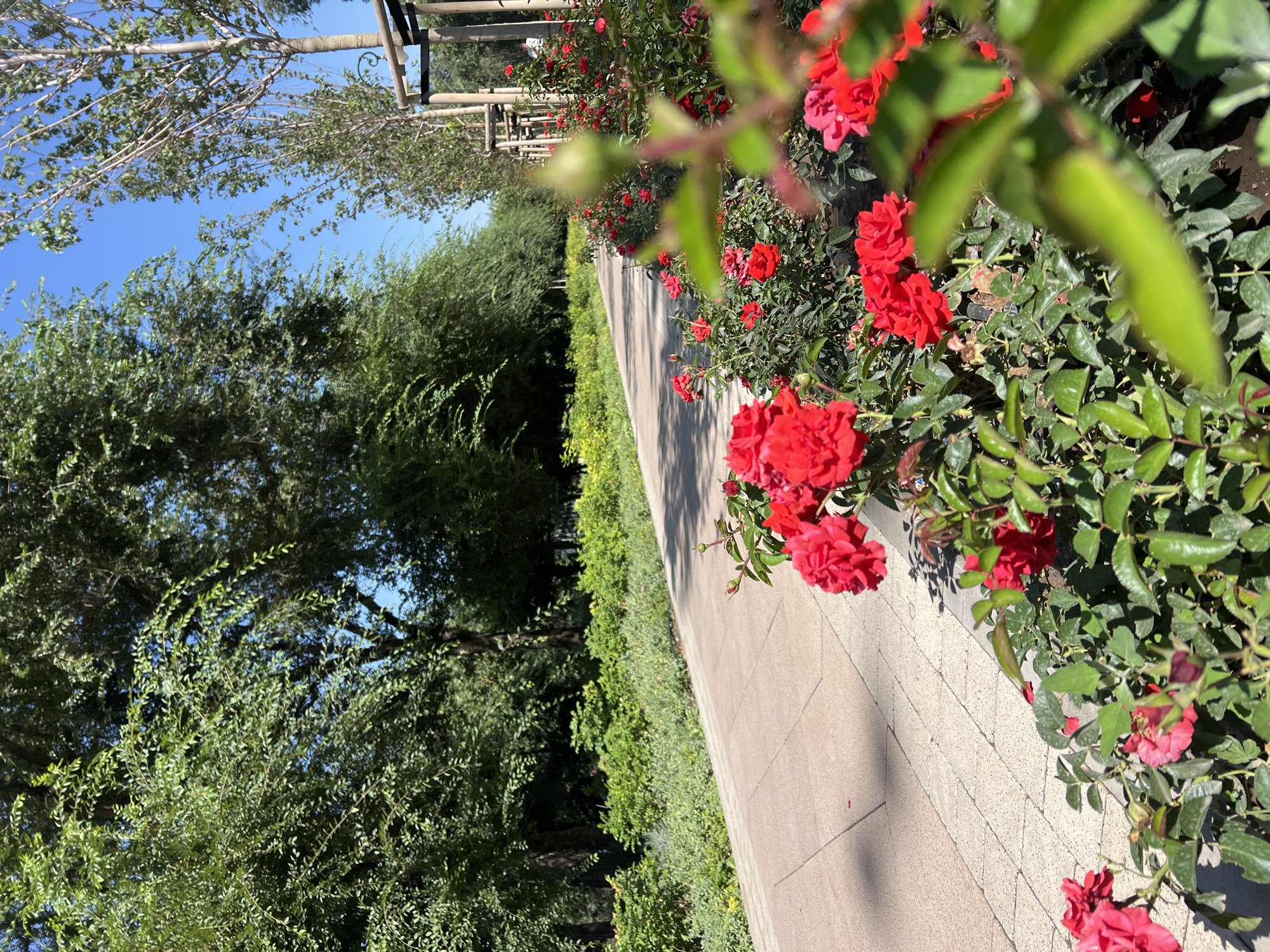 The image depicts a paved walkway lined with lush green trees on the left and a bed of vibrant red roses on the right. The walkway appears to be made of tan colored pavers, bordered by a lighter colored stone path. The roses are in full bloom, with some buds also visible. Beyond the roses, there are more trees and a clear blue sky overhead. The scene suggests a well-maintained park or garden area. The presence of similar landscaping and the style of the pathway suggest this could be a location in Almaty, Kazakhstan, possibly within a public park such as Park of 28 Panfilov Guardsmen, or along a promenade. There are no people clearly visible in the image, although a blurred figure can be seen in the background to the right. The sunlight casts shadows across the walkway, indicating it is daytime.