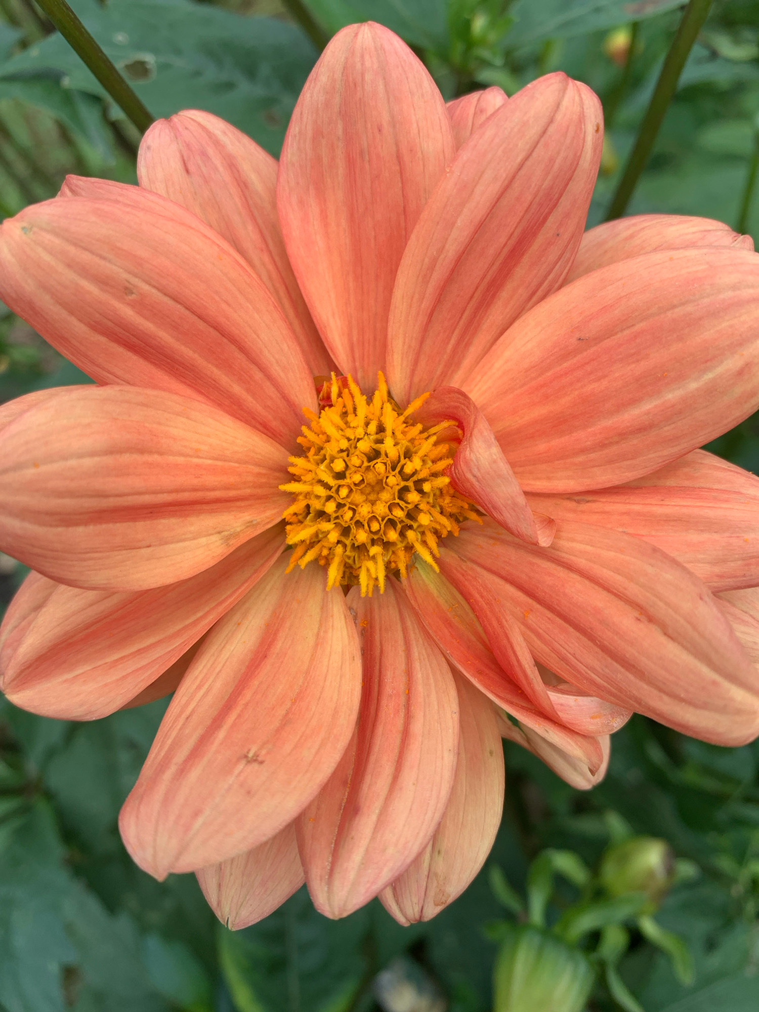 A close-up, full-frame, vertical shot features a vibrant, peachy-orange dahlia flower in bloom. The petals, tinged with hints of darker orange, are arranged in layers, fanning outwards from a bright yellow, textured center. The background is softly blurred, showcasing green foliage and a few green buds, suggesting an outdoor garden setting. The image is sharp and detailed, highlighting the delicate veining on the petals and the intricate structure of the flower's center. There is no indication of any specific location in Novostroika, Russia.