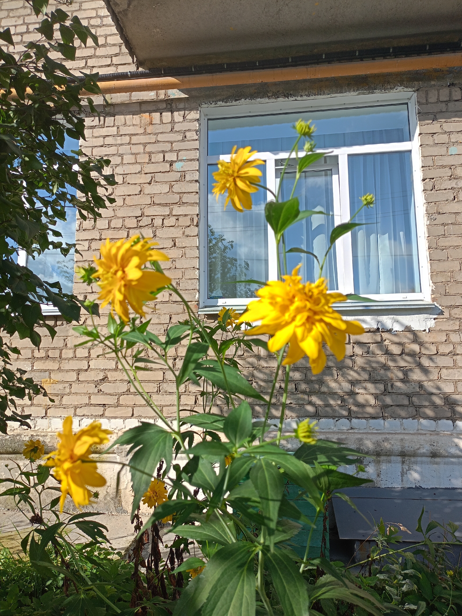 A close-up, low-angle shot captures several bright yellow flowers in the foreground, their petals vibrantly illuminated by sunlight. Behind the flowers, a light beige brick building with a white-framed window is visible. The window has sheer white curtains drawn inside. A concrete overhang extends from the top of the building, and a yellow pipe runs horizontally beneath it. Green foliage from a tree is present in the upper left corner, casting shadows on the brickwork. The scene appears to be in a residential area, possibly a courtyard or garden space adjacent to the building, in the city of Zlatoust, Russia. The overall impression is one of a sunny day with blooming flowers in an urban setting.