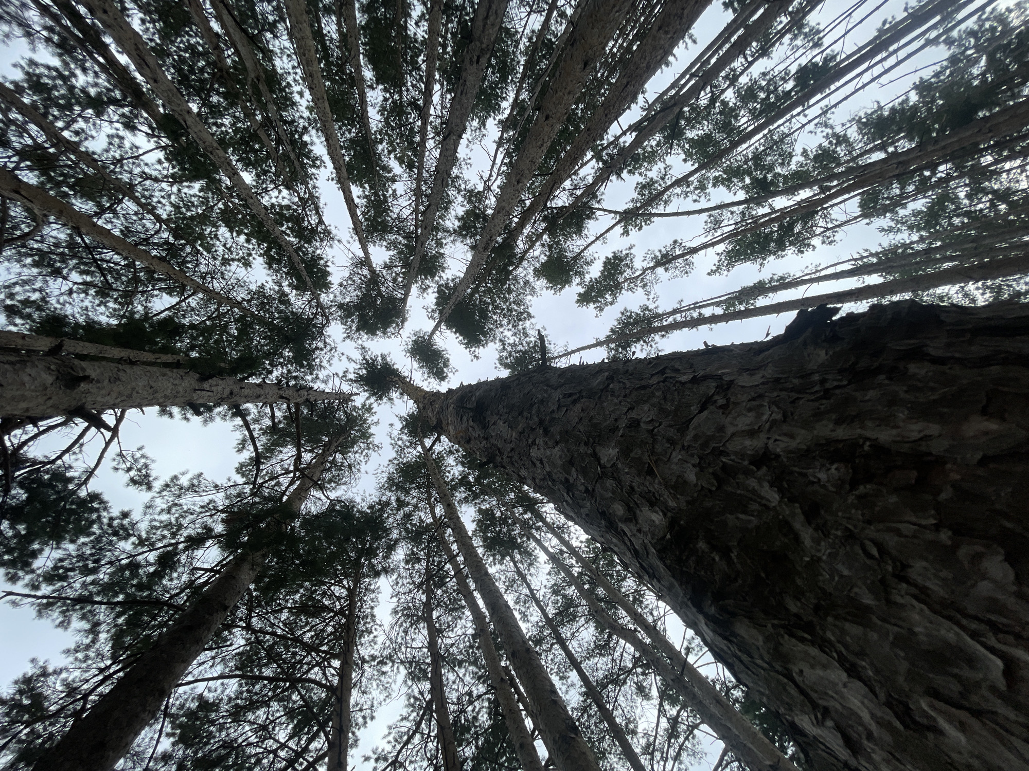 An upward-looking shot captures a dense forest of tall, slender pine trees, their trunks forming a natural canopy against a pale, overcast sky. The perspective emphasizes the height and density of the trees, with their branches and needles creating a textured ceiling. The bark of the trees is rough and dark. The scene is devoid of any human presence or activity.
