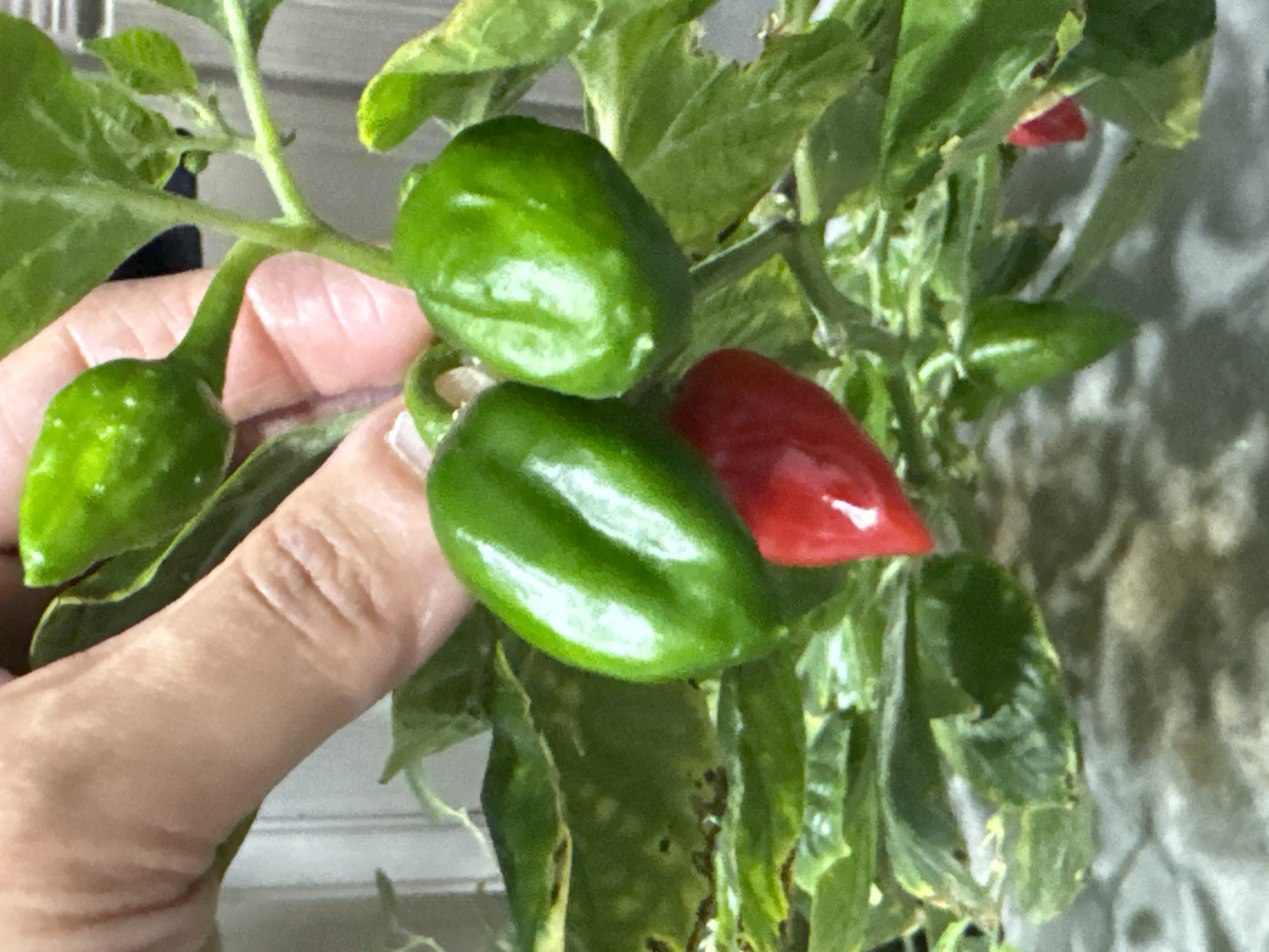A close-up shot captures a hand holding a cluster of chili peppers on the plant, located in San Bernardino Tlaxcalancingo, Mexico. Three of the peppers are green and appear to be immature, while one is red and ripe. The leaves of the plant show some signs of damage or discoloration. The hand is visible on the left side of the frame, holding the stem with the peppers. The background is slightly out of focus.