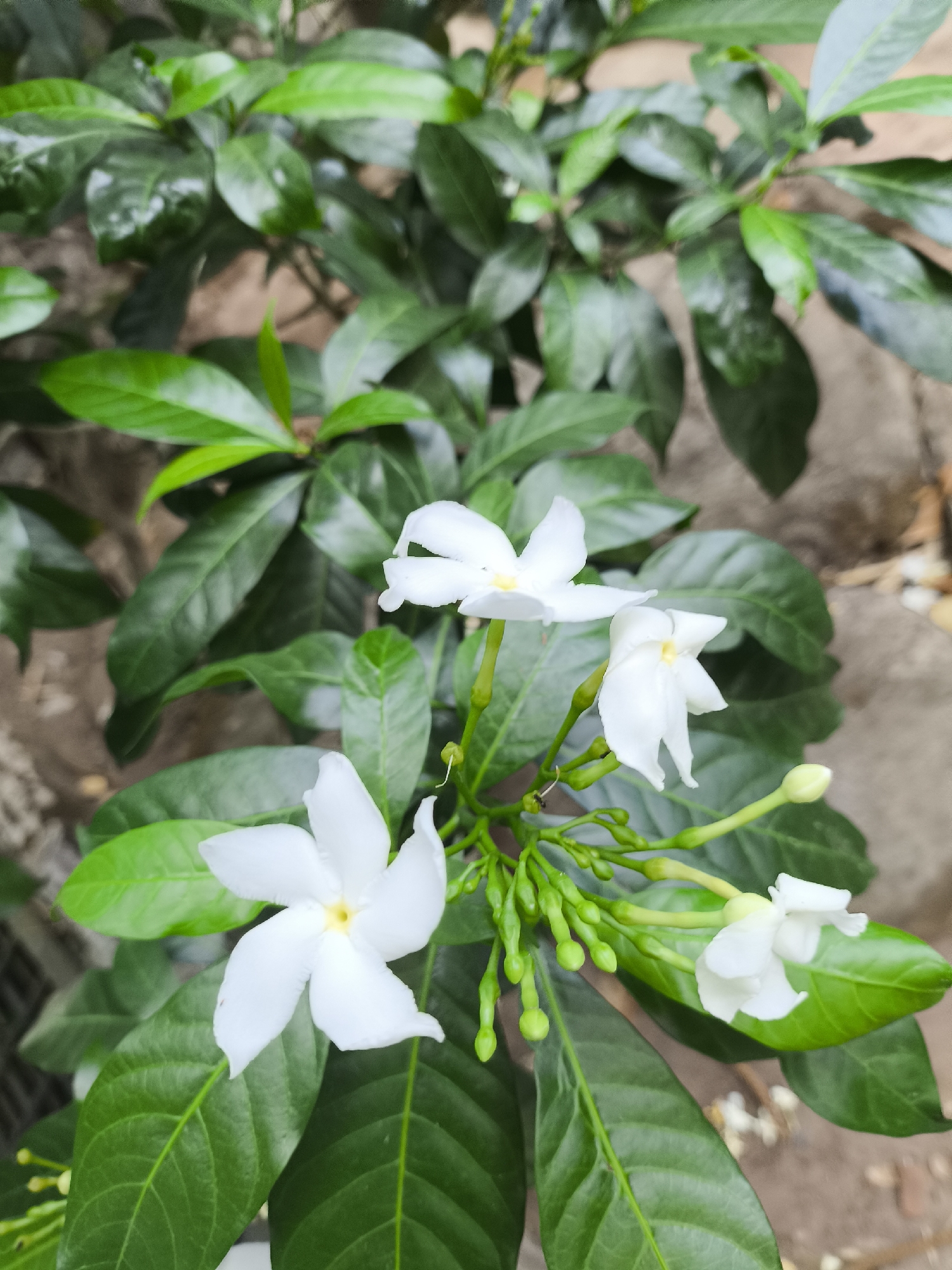 A cluster of white, star-shaped flowers with yellow centers are in bloom, surrounded by lush green leaves and a few unopened green buds. The flowers appear delicate and are set against a backdrop of more foliage and a textured, earthy surface, possibly a stone pathway or wall, indicative of an outdoor setting in a city environment such as Cilegon, Indonesia. The lighting suggests daylight, casting soft shadows. There are no people or animals visible in the frame.