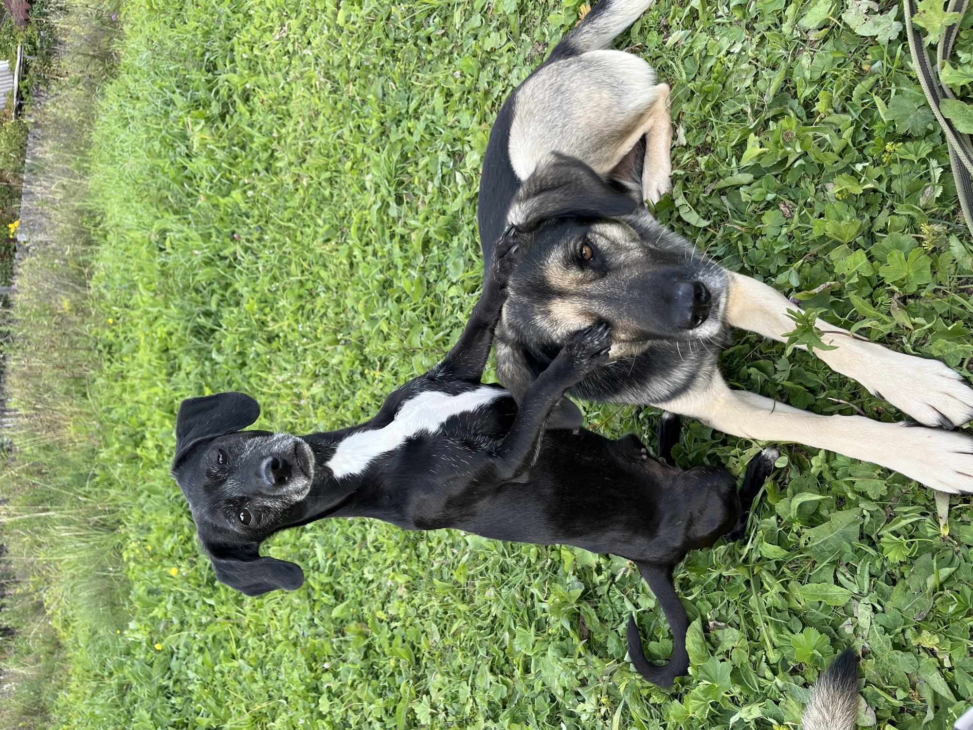 The image shows two dogs in a grassy area. One dog, black with a white chest marking, is sitting upright and placing a paw on the head of the second dog. The second dog, a larger mix with tan and black fur, is lying down. The background consists of tall green grass and some vegetation, suggesting an outdoor setting, possibly in a rural or park area. No specific landmarks or buildings are visible to identify a location within Nizhny Tagil, Russia.