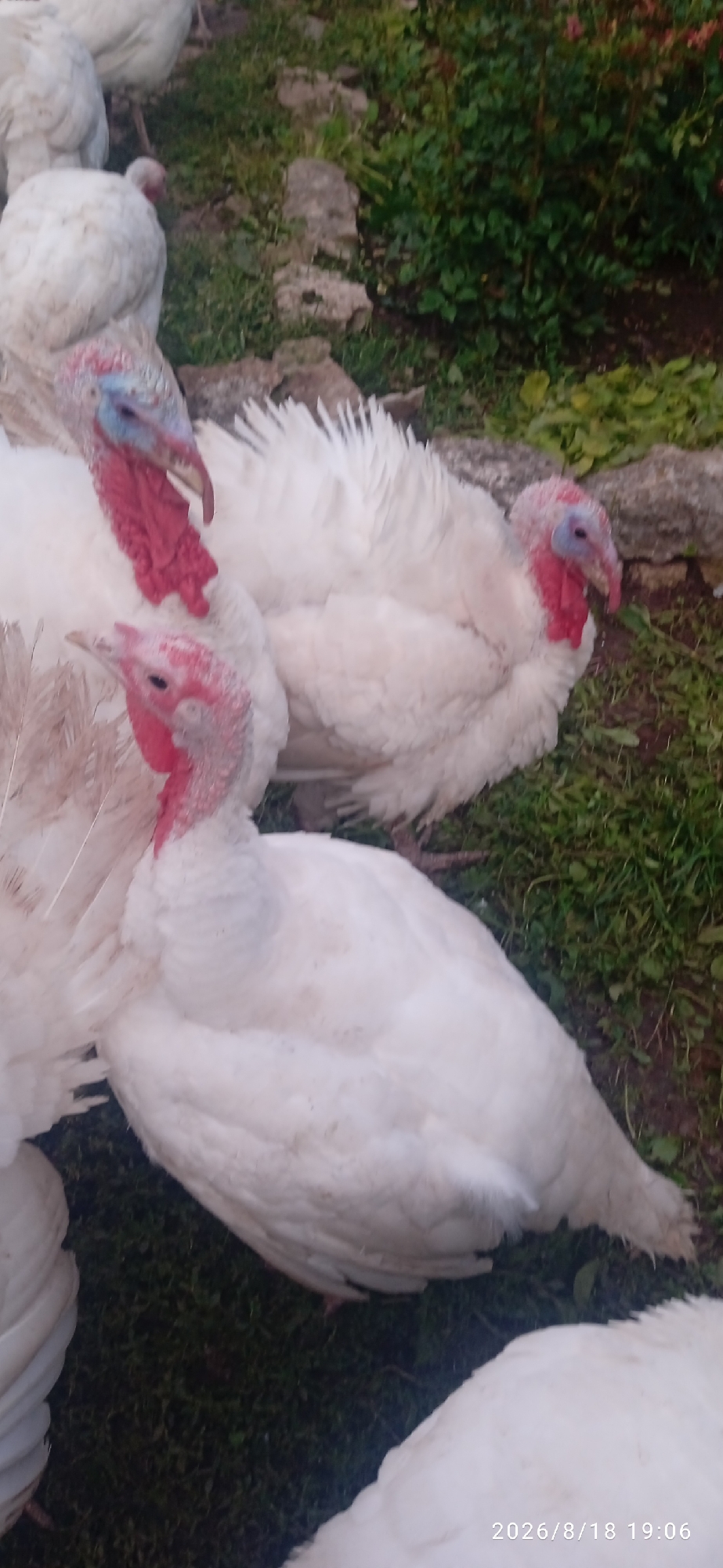 This image shows a group of white turkeys in an outdoor grassy area. The turkeys are of varying sizes and appear to be healthy. Some of the turkeys have red wattles and caruncles around their heads and necks, indicating they are likely adult males (toms). The background consists of green grass, rocks, and some vegetation. The lighting suggests it is daytime. There are no humans or any specific identifiable landmarks that would indicate a location within the city of Blagoveshchensk, Russia. The date stamp "2026/8/18 19:06" is present in the lower right corner, though this is a future date and likely a camera artifact.
