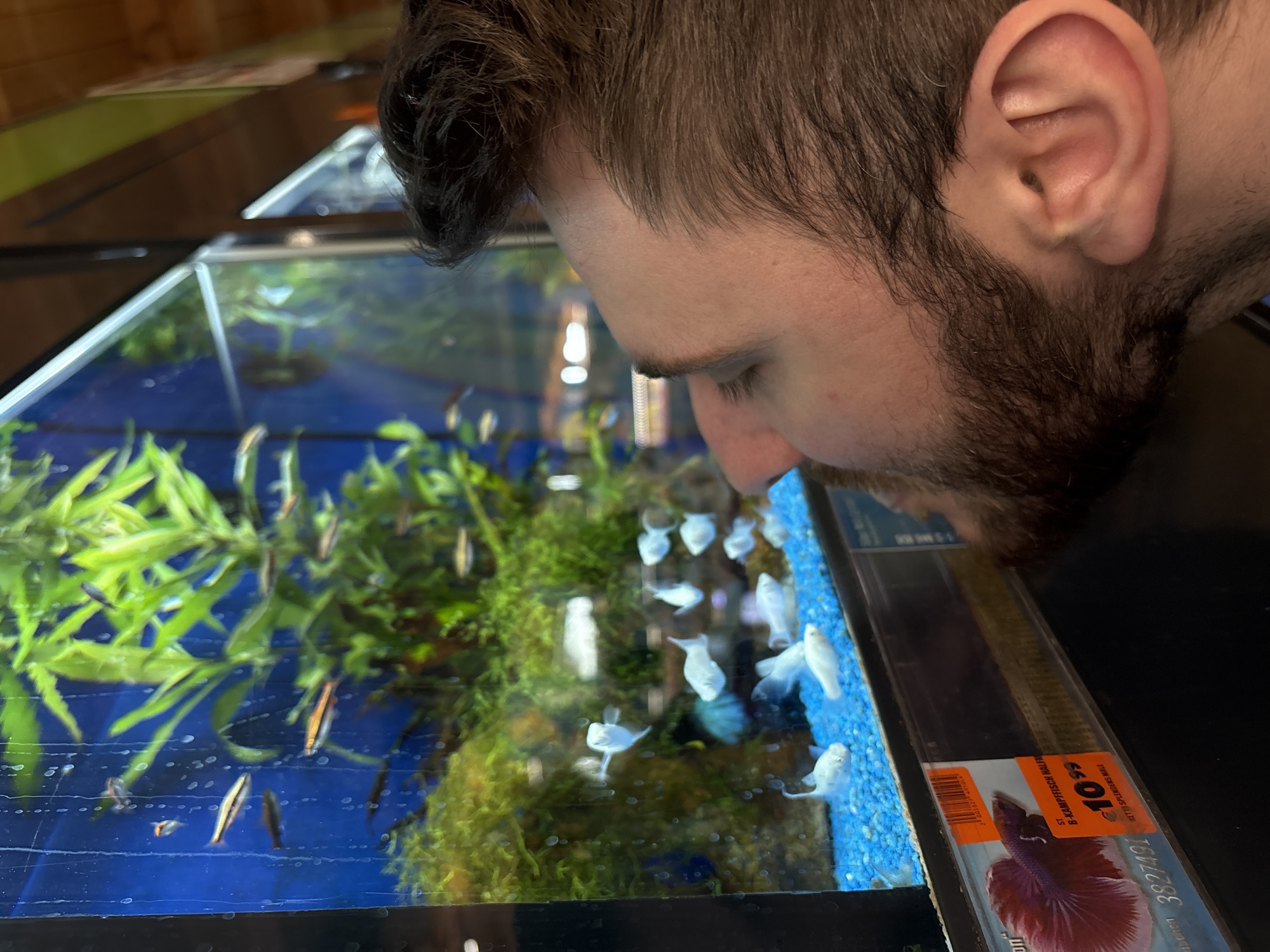 A man with dark brown hair and a beard is shown leaning over and looking intently into an illuminated fish aquarium, presumably in a pet store in Mönchengladbach, Germany. His head is partially visible from the side, focusing downwards into the tank.
The aquarium contains several types of fish and aquatic plants. In the left part of the tank, a group of small, slender fish with brownish-gold stripes are swimming amidst vibrant green, leafy aquatic plants. Further to the right, in what appears to be another section of the tank or an adjacent one, several larger, pale white or translucent fish, possibly mollies or platies, are visible over a bed of bright blue gravel and some darker green mossy plants.
On the right side of the image, a clear plastic container, likely for a Betta fish, is placed on the edge of a tank. An orange price tag is affixed to this container, displaying "10,99 €" and the text "B-KAMPFFISCH MALE" (German for Betta fish male) and "BETTA SPLENDENS MALE," along with a barcode and product number "3827792." The container also features an image of a red Betta fish. The overall setting suggests an indoor commercial environment with artificial lighting. The man's posture indicates focused observation of the fish.