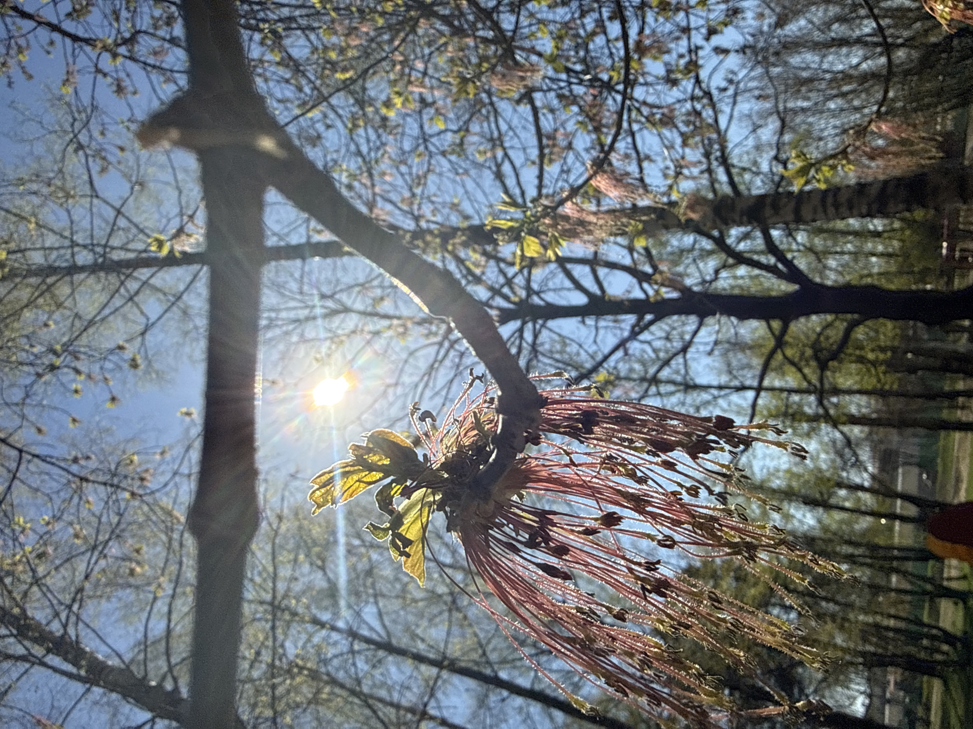 The image, taken from a low angle in Dmitrov, Russia, shows a tree branch with emerging leaves and distinctive red-tinged, tassel-like flowers against a backdrop of a blue sky partially obscured by other tree branches. The sun is visible, shining brightly through the foliage, causing lens flare. The trees appear to be in a park or wooded area, with a building or structures visible in the background. The main subject is the flowering branch, which dominates the foreground.
