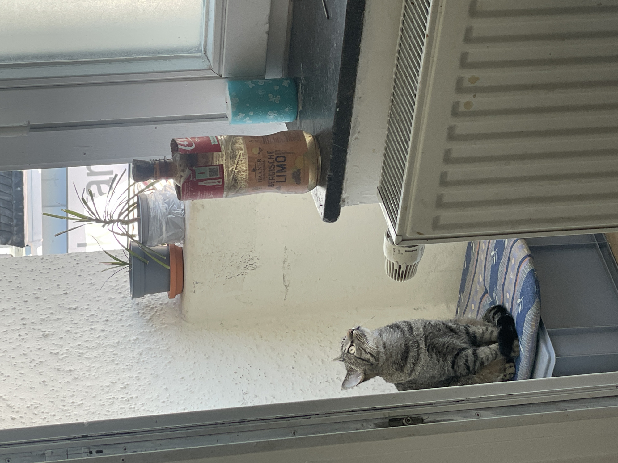 A tabby cat sits on a padded blue and white cushion, looking upwards. In the background, a window reveals a partially visible street scene in Solingen, Germany. On the windowsill, a partially empty bottle of "Haaner Bergische Limo" and a turquoise candle with a floral pattern are present. A radiator is visible in the foreground. The wall has a textured, speckled finish.