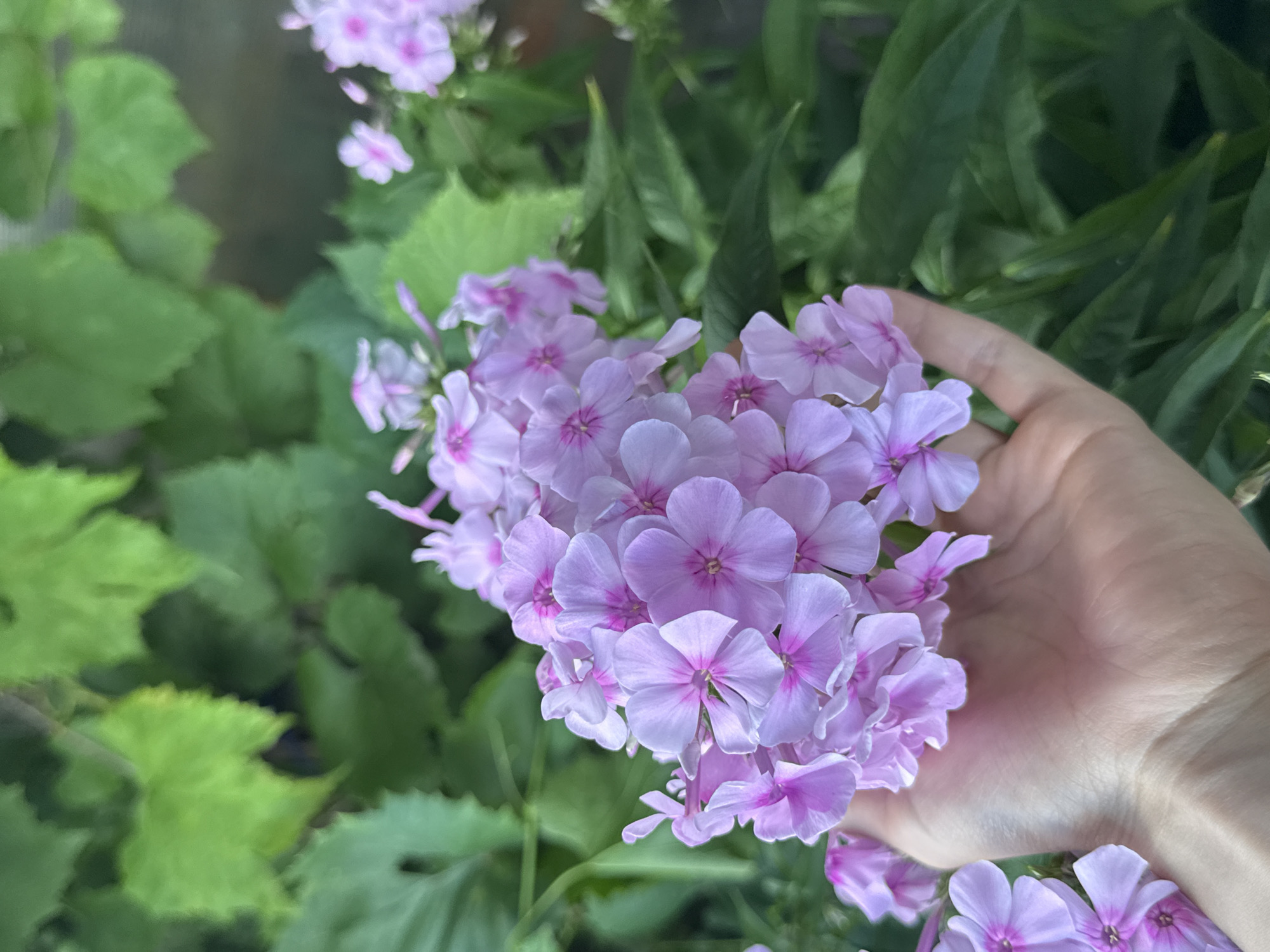 A close-up, eye-level shot captures a cluster of delicate, pale pink phlox flowers held in a person's open palm. The flowers, with their star-shaped centers, are abundant and slightly blurred due to the shallow depth of field. The hand is pale-skinned and positioned in the lower left quadrant of the frame. Behind the flowers and hand, lush green foliage creates a blurred background, suggesting an outdoor garden setting. The lighting is natural and appears to be during the daytime, with soft shadows indicating an overcast sky or dappled sunlight. The overall impression is one of gentle beauty and natural abundance. The image location is specified as Arzyanka, Russia, however, no specific landmarks or details within the image provide confirmation of this location.