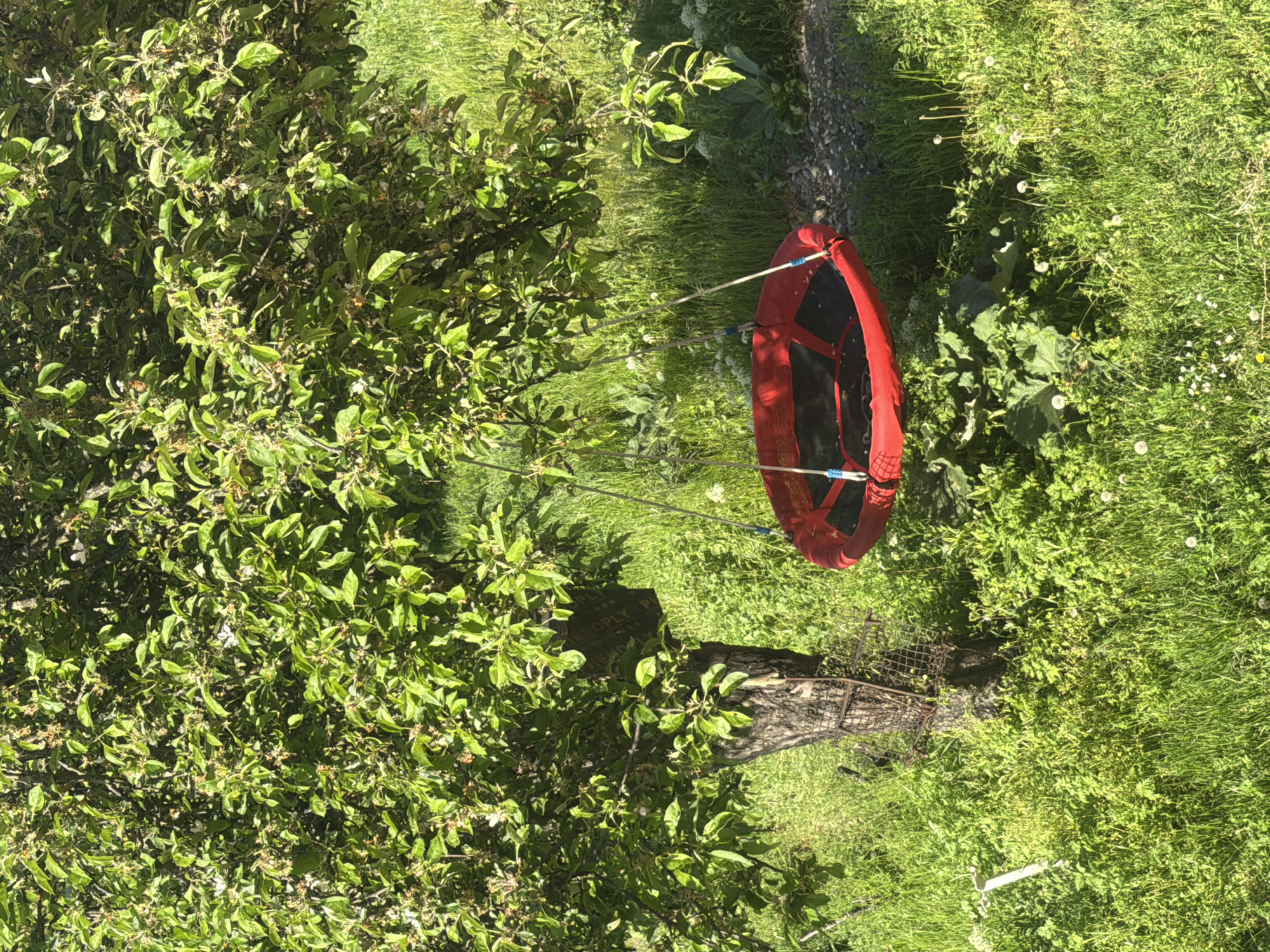 The image shows an outdoor scene with a red saucer swing suspended from a tree. The tree, positioned in the center, has a protective metal cage around its base. Lush green grass surrounds the tree, interspersed with weeds and wildflowers. The tree branches extend to the left, densely covered with green leaves. The scene appears to be in a yard or garden, likely in a rural or suburban area, but there are no specific details indicating it is located in Novogortsi, Bulgaria. No people are visible in the image.
