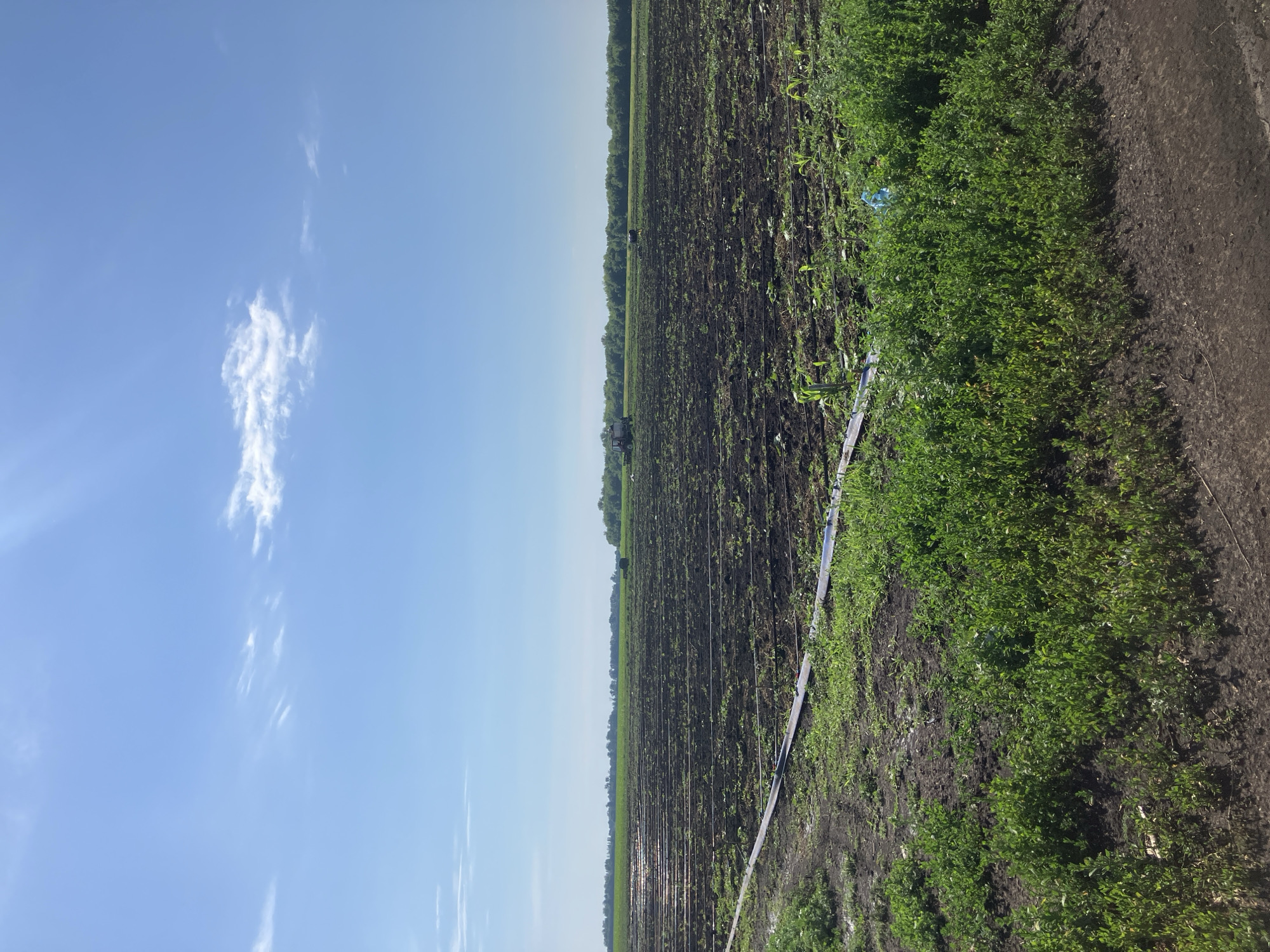 A wide agricultural field under a clear blue sky is depicted. The field is mostly barren, dark soil, with rows of irrigation tubes visible throughout. In the distance, a line of green trees marks the horizon. On the far left side of the field, some green vegetation is growing. In the middle distance, a red tractor is visible. The scene appears to be in an open, rural area.