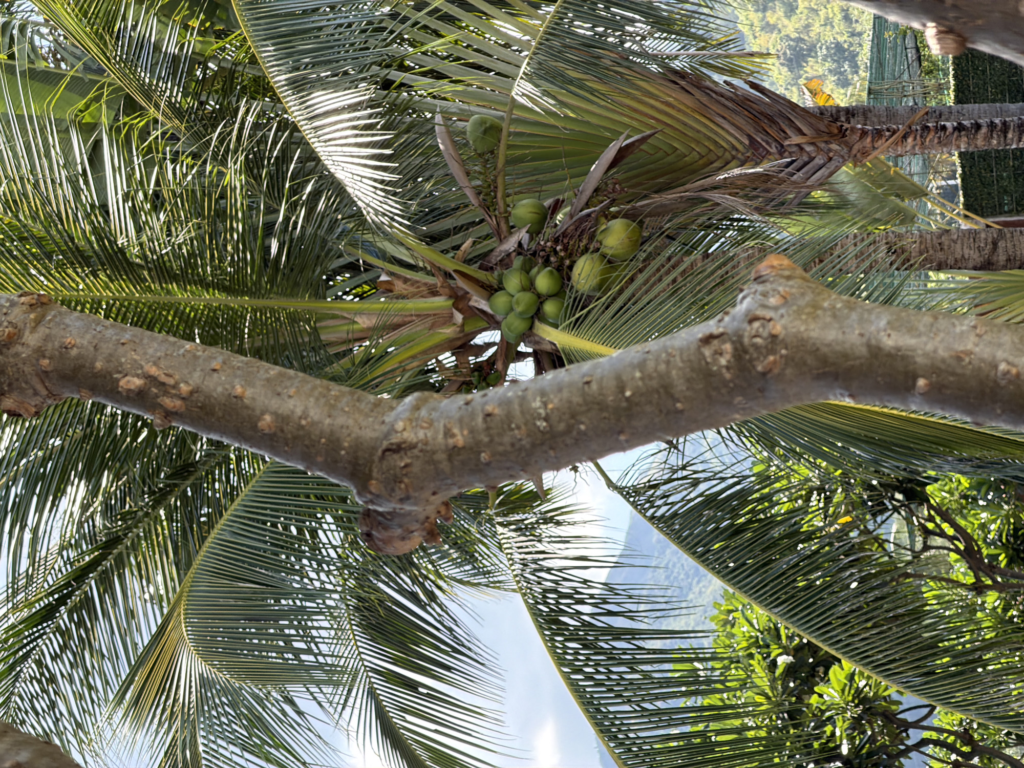 The image, taken from a low-angle perspective, shows the fronds and trunk of a palm tree in Nha Trang Ward, Vietnam. Several green coconuts are clustered near the crown of the palm. Another tree trunk or branch is in the foreground. The backdrop features foliage of trees and a blurred landscape, hinting at hills or mountains. The sky is visible through gaps in the palm fronds. The overall impression is tropical and sunny.