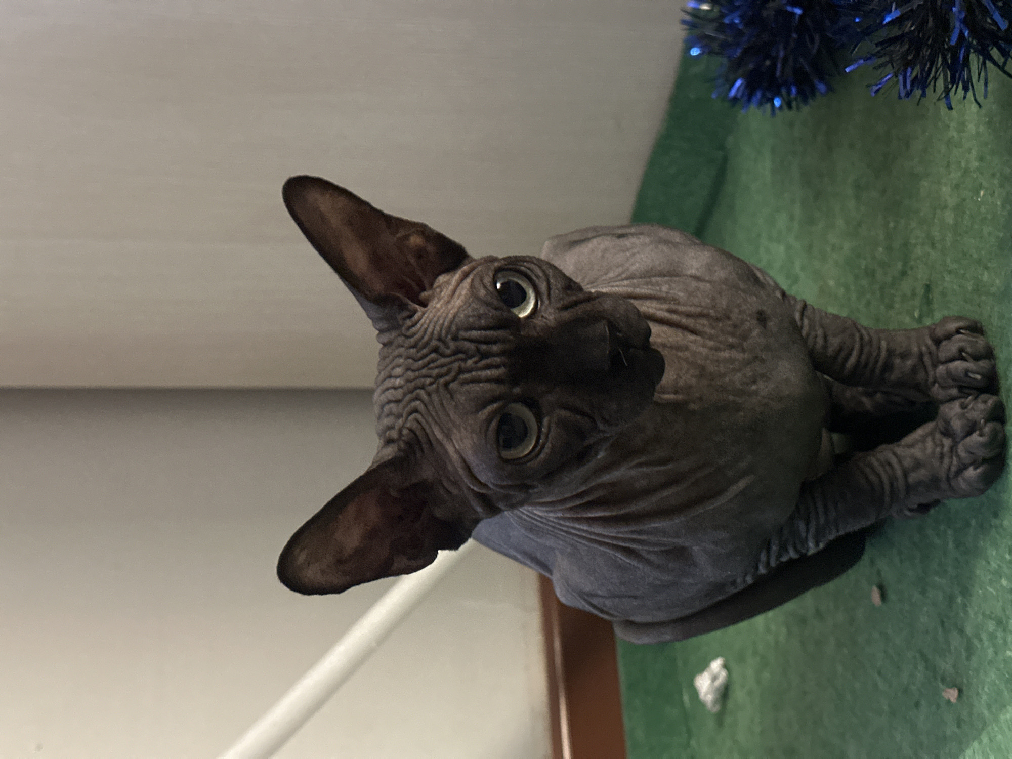 A dark grey Sphynx cat is centrally positioned, sitting upright on a green textured mat, looking directly forward. Its hairless body exhibits visible wrinkles, and its eyes are light green. In the background, an off-white wall meets a dark brown horizontal wooden molding. A white pipe or rail ascends diagonally behind the cat's left side. On the green mat, to the cat's right, a crumpled white object and several small, irregular brown fragments are present. To the cat's left, a segment of blue tinsel is visible. This indoor scene is situated in Budva, Montenegro.