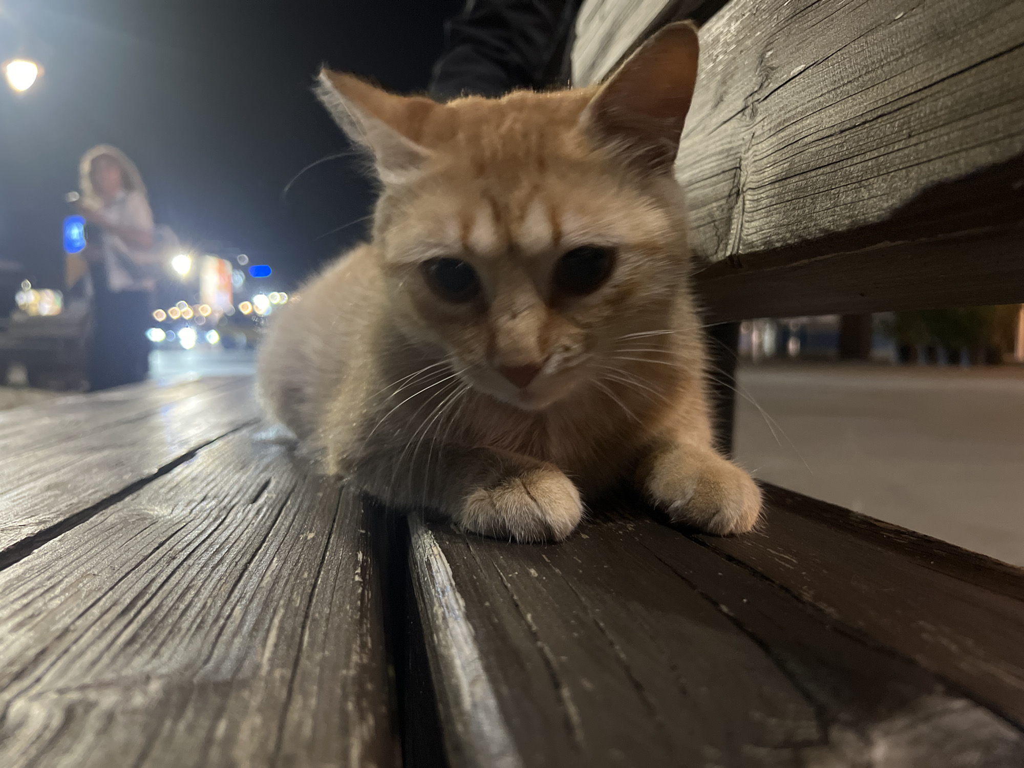 An intimate, low-angle shot features an orange tabby cat resting on a dark, weathered wooden bench or platform at night. The cat is the central subject, positioned in the foreground with its front paws gently placed on the textured wood. Its fur appears short, and its dark, wide eyes give it a subdued or curious expression. The wooden surface displays prominent grain and cracks, suggesting age and outdoor exposure.
In the blurred background, an out-of-focus person with light-colored hair is visible on the left. This individual appears to be standing and holding a distinct bright blue object, possibly a bottle or device emitting light. Beyond the person, numerous circular bokeh lights create a soft, luminous backdrop, indicative of artificial streetlights or vehicle lights in an urban setting. One unblurred light source is prominent in the upper left background.
The scene takes place at nighttime, relying entirely on artificial illumination. The setting suggests a public outdoor area, possibly a street or promenade in Varna, Bulgaria. No specific activities are clearly discernible beyond the cat resting and the person standing. There is no visible text in the image. The overall impression is one of quiet contemplation in a city at night.