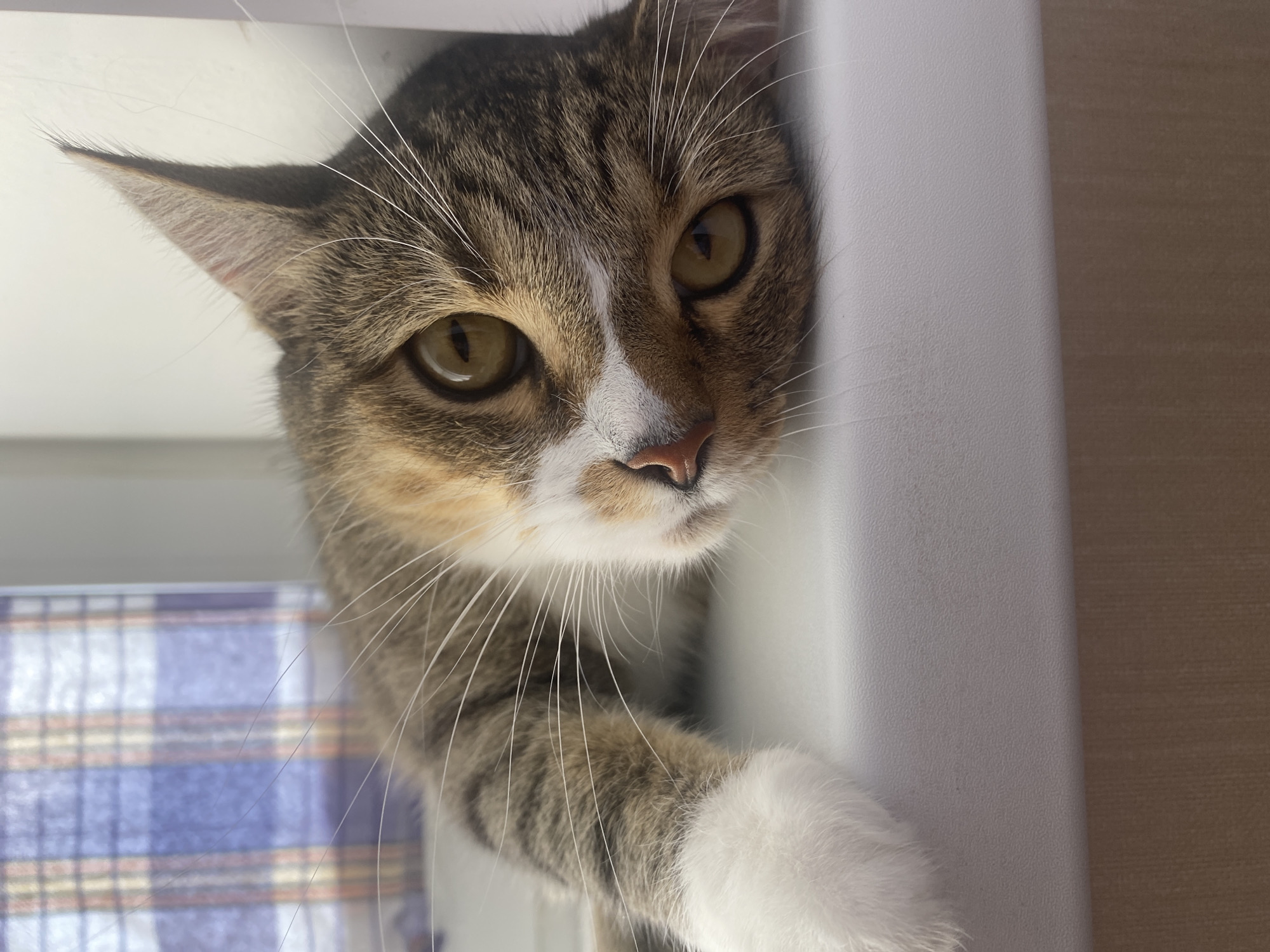 A calico cat with green eyes and white paws rests its head on a white ledge, its body partially visible. The cat is positioned horizontally, with its face tilted slightly upwards. Behind the cat, a blue and red plaid curtain is visible, with light filtering through it. The background to the right of the cat is a plain white wall. The ledge the cat is resting on is textured and appears to be made of plastic. Below the ledge, a beige, textured surface is visible. The image's perspective suggests it was taken indoors, likely in a home environment. There is no indication of the specific location within Novokuybyshevsk, Russia.