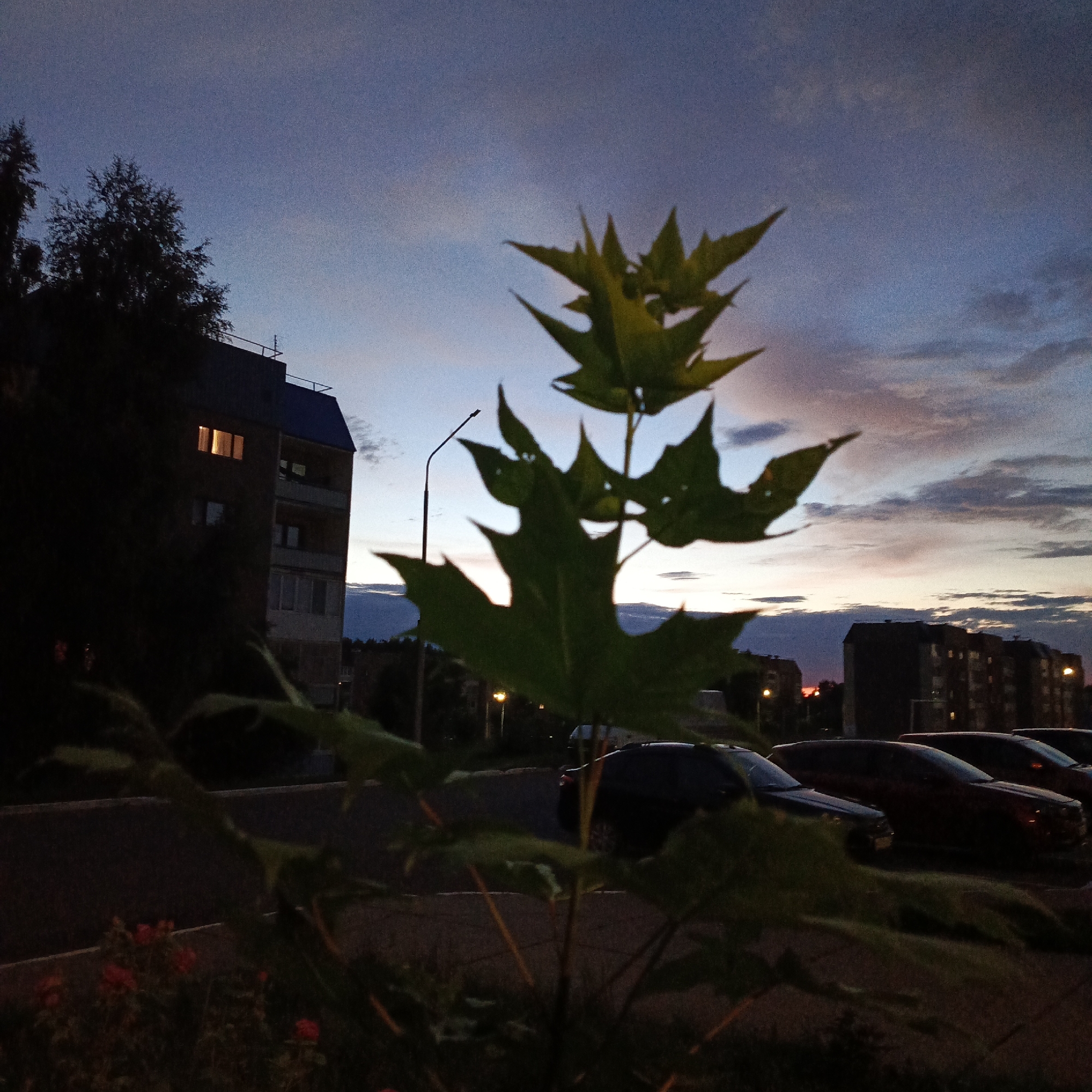 The image depicts a dusky evening scene in a residential area, likely in Марковский, Russia. In the foreground, a leafy plant with pointed green leaves is blurred, obscuring the lower part of the frame. Behind the plant, a multi-story apartment building with dark facade is visible on the left, with one illuminated window suggesting an occupied apartment. Several cars are parked in a lot to the right of the building, silhouetted against the darkening sky.
The sky is a gradient of deep blue at the top, transitioning to lighter blues and purples, with hints of pink and orange near the horizon, indicating either sunrise or sunset. Wispy clouds are scattered across the sky. A streetlamp is positioned between the apartment building and the parked cars. The overall mood is quiet and serene, characteristic of the end of the day. There is no visible text in the image.