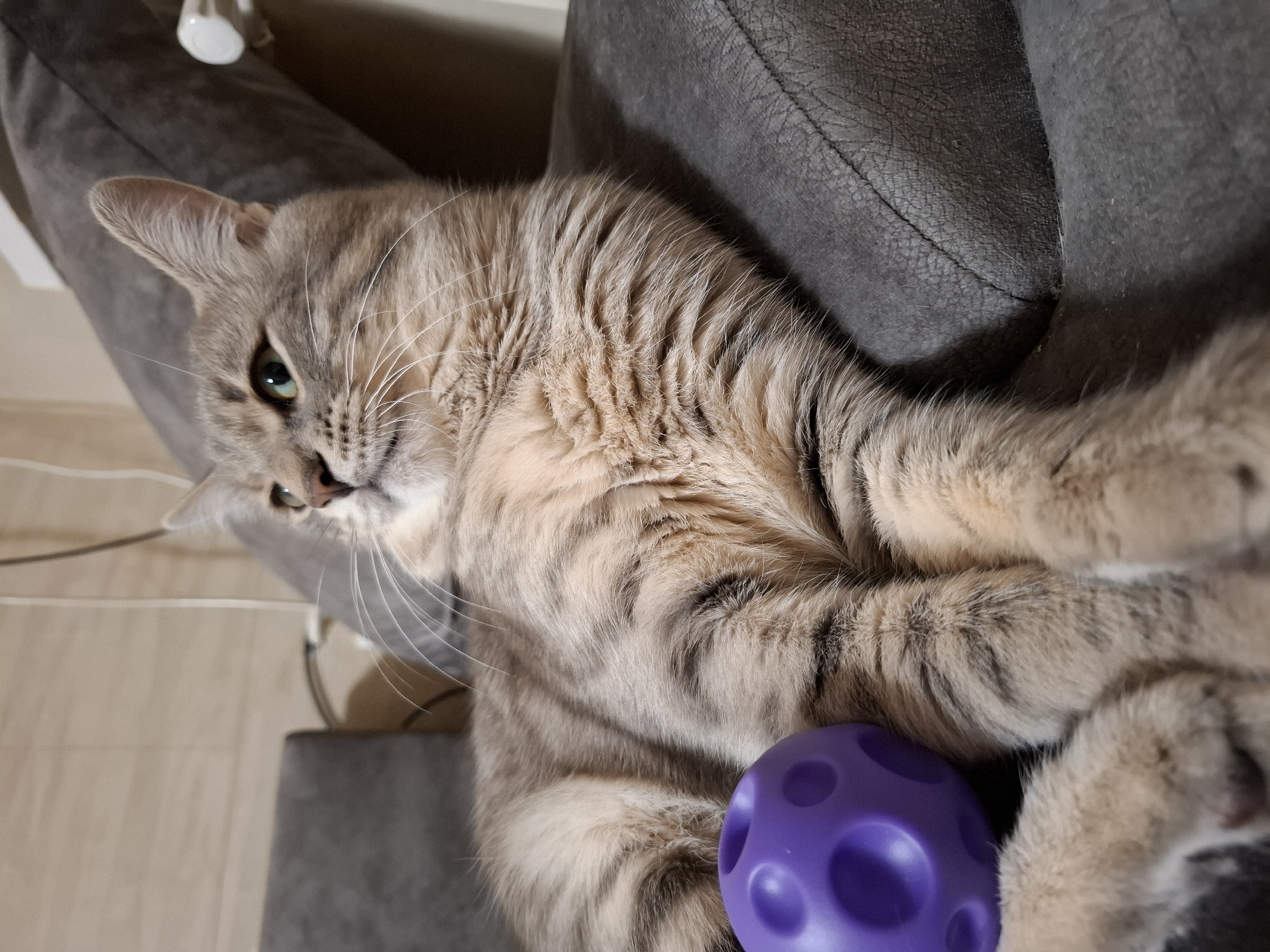A tan tabby cat is lying on a gray leather chair with a purple ball. The location cannot be determined from the image.